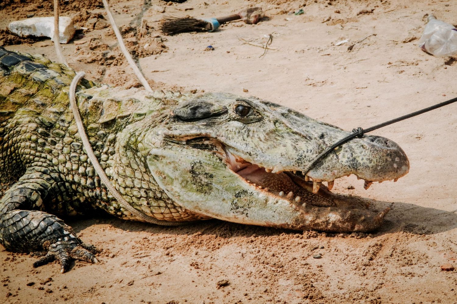 Gefangenes Krokodil am Sandstrand mit geöffnetem Maul wird nach Verirrung zum Hafen Manaus am Amazonas für Auswilderung vorbereitet