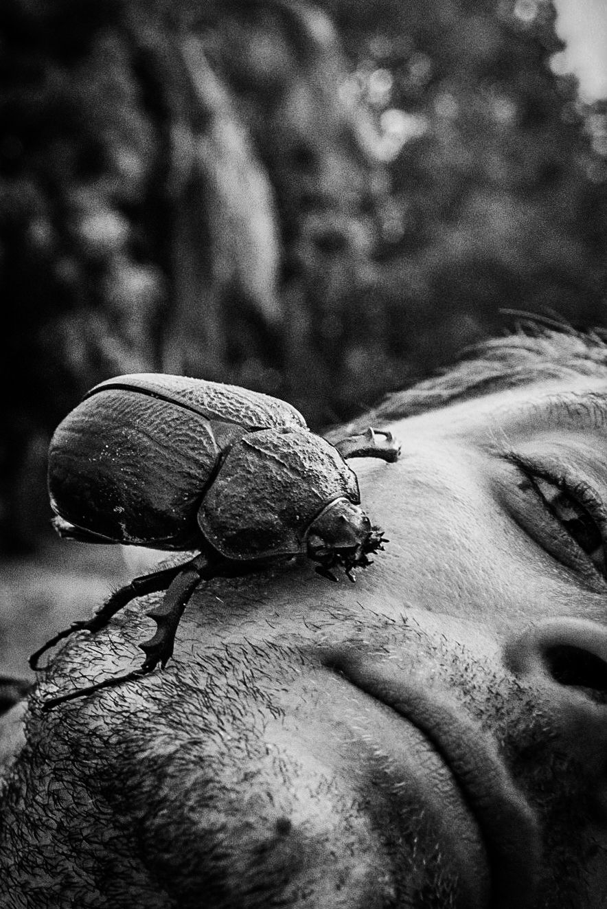 Großer Nashornkäfer (Megasoma actaeon) auf einem menschlichen Gesicht in Brasilien, einer der größten Käfer der Welt.