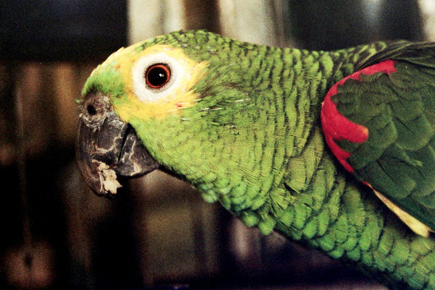 Gelbscheitel-Amazone mit grünem Gefieder und roten Flügelfedern in Nahaufnahme, fotografiert in Salvador de Bahia, Brasilien