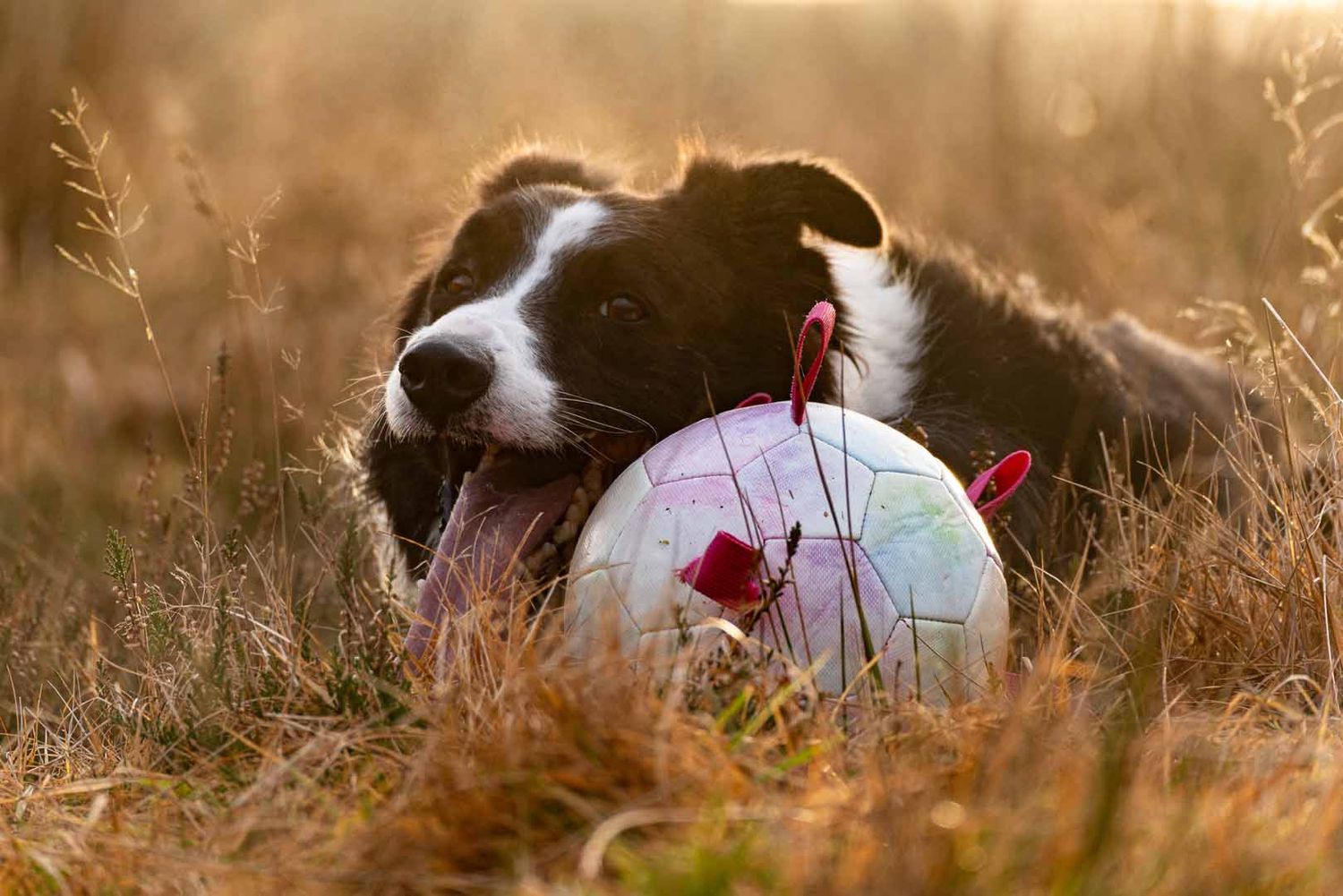 border collie lying in the grass with his ball. On a photoshoot in Dumfries and Galloway