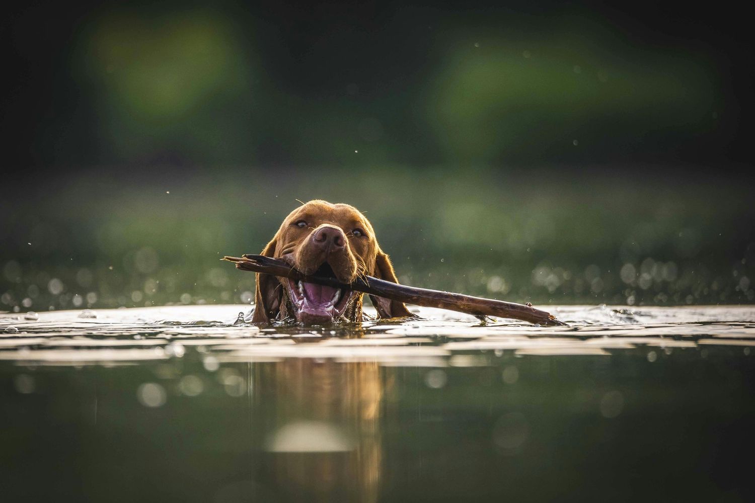 a dog swimming with a stick in its mouth