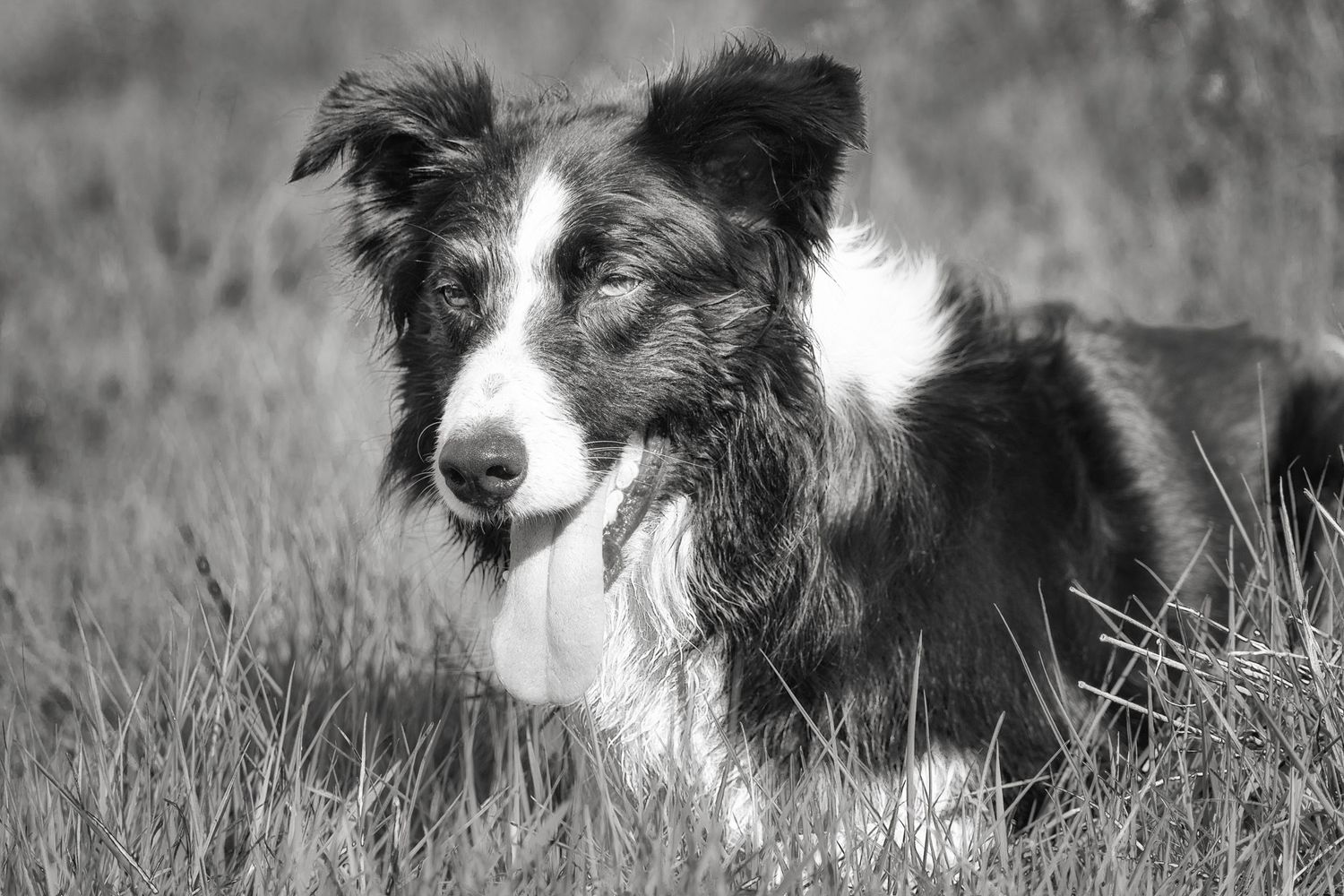 black and white photograph of a border collie in the grass