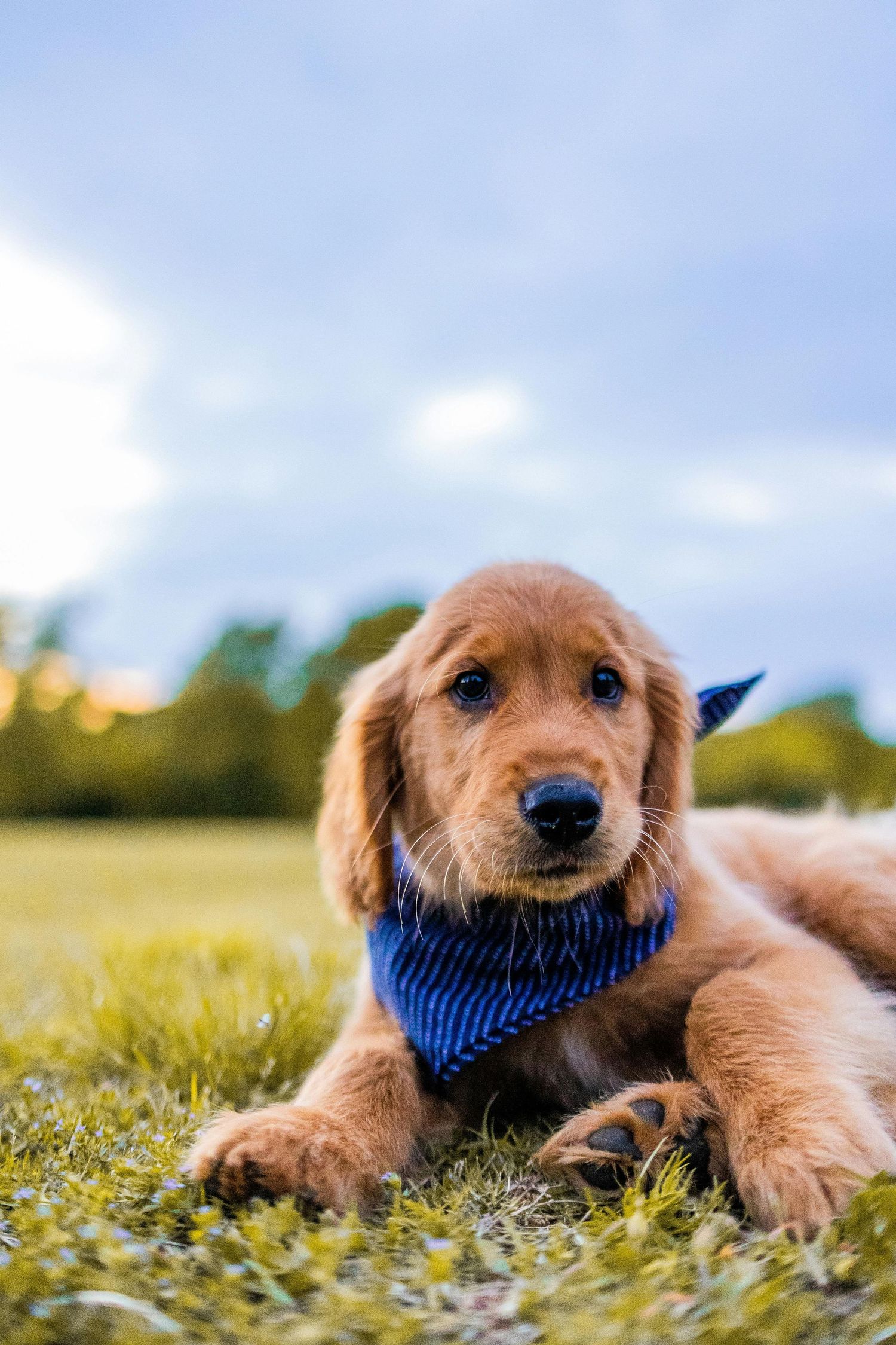 cute puppy lying on the grass wearing a bandanna