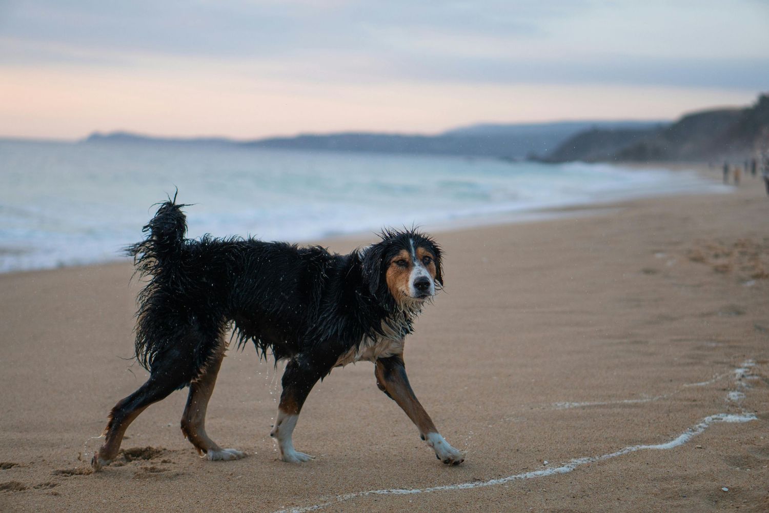 a dog on the beach