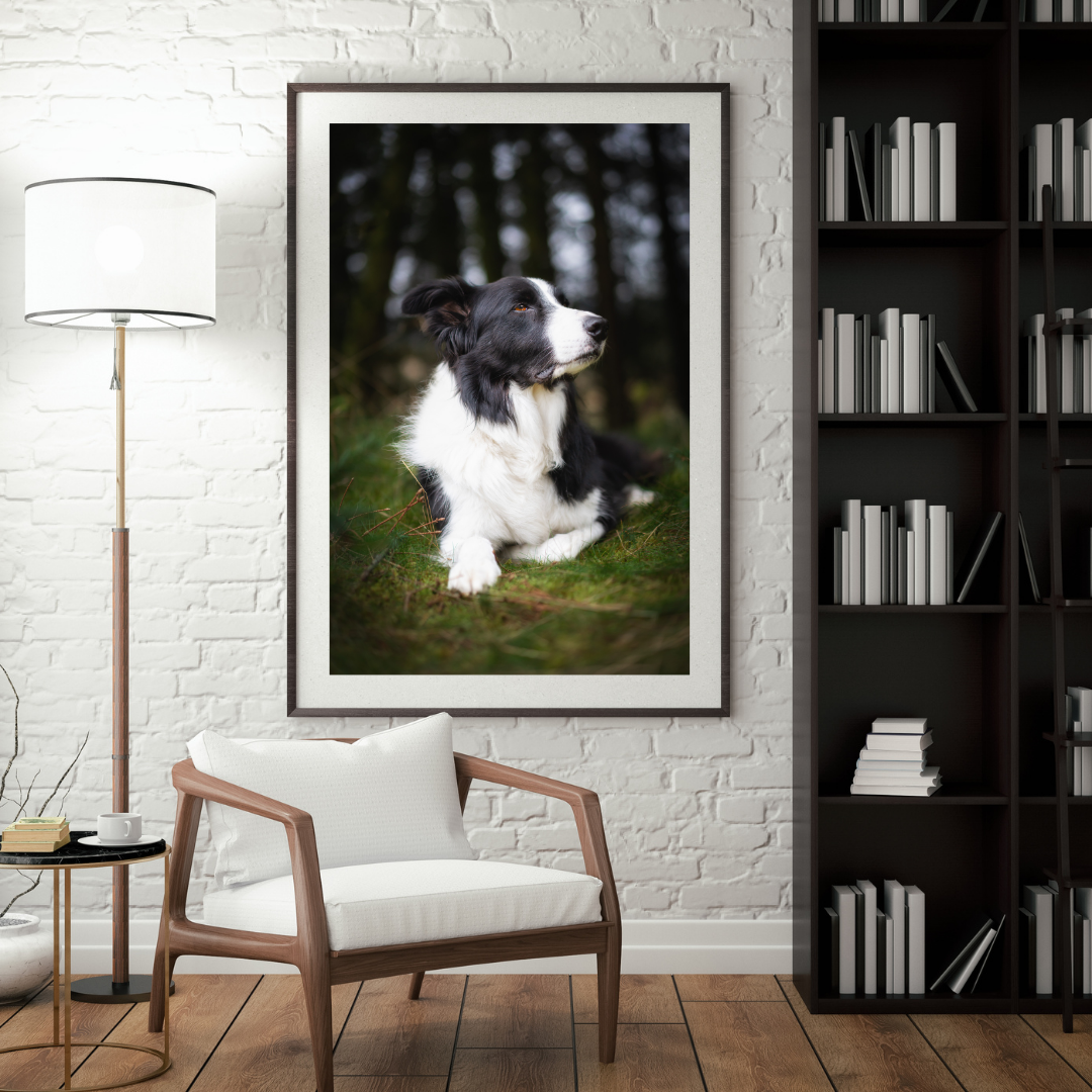Picture of a Border Collie framed and on the wall of a room with a chair, lamp and bookcase