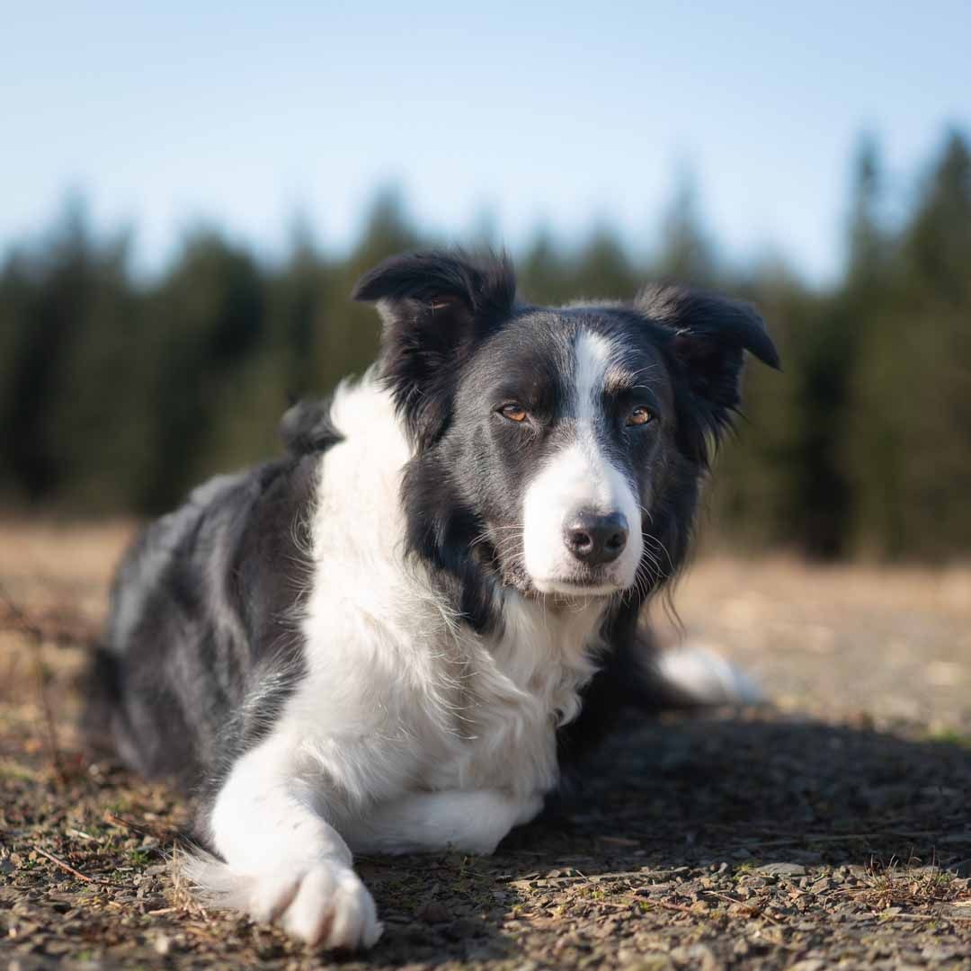 Border Collie lying on the floor staring into the camera on a photoshoot in Dumfries and Galloway