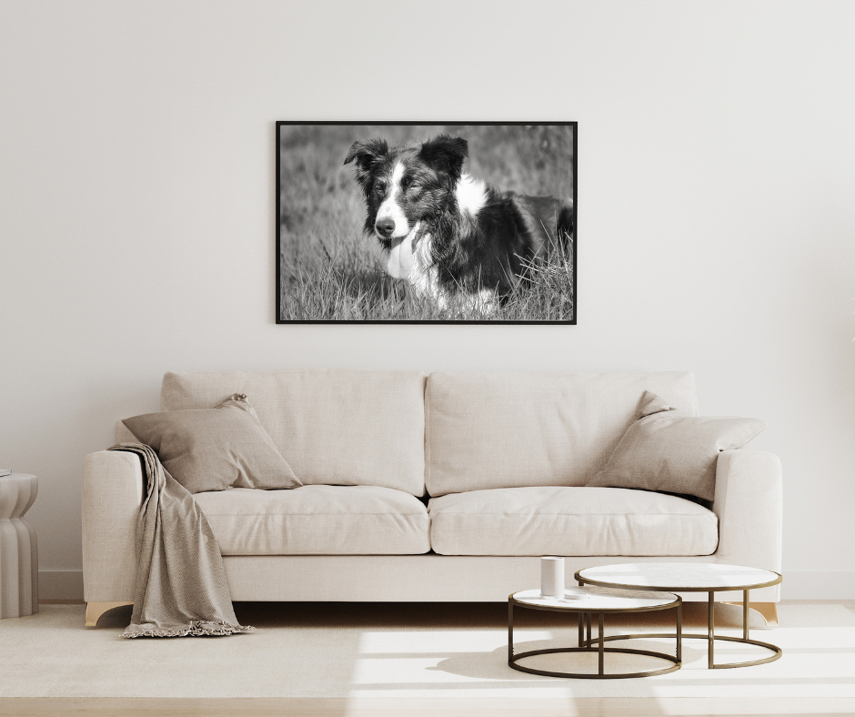 wall art of a border collie in a living room above a sofa