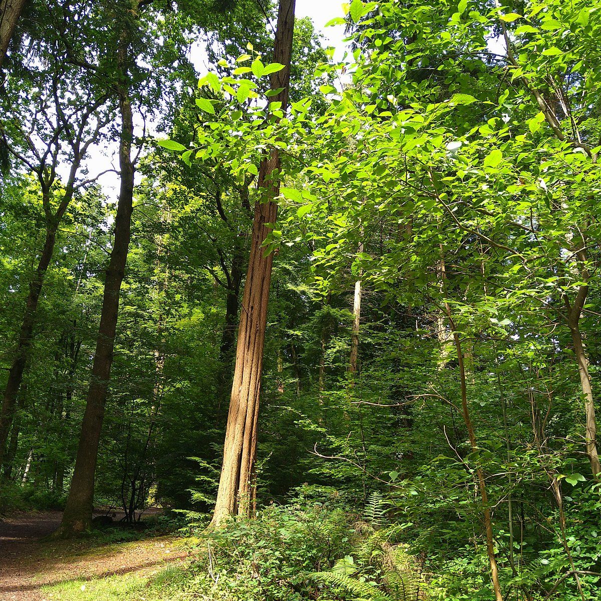 Trees in Mabie Forest, Dumfries and Galloway