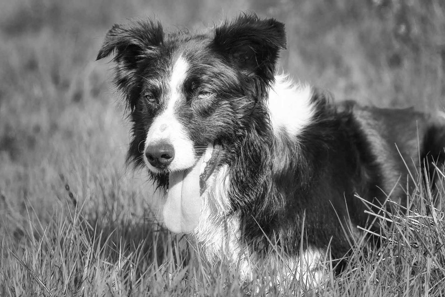 Black and White image of a Border Collie in the grass on a photoshoot in Dumfries and Galloway