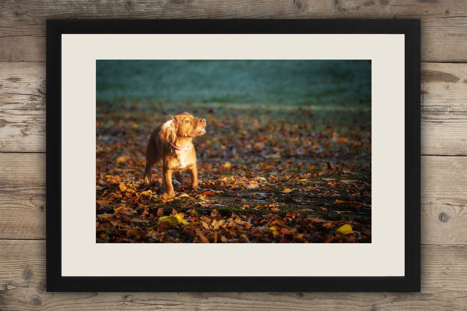 photograph of a cocker spaniel, displayed in a gallery frame