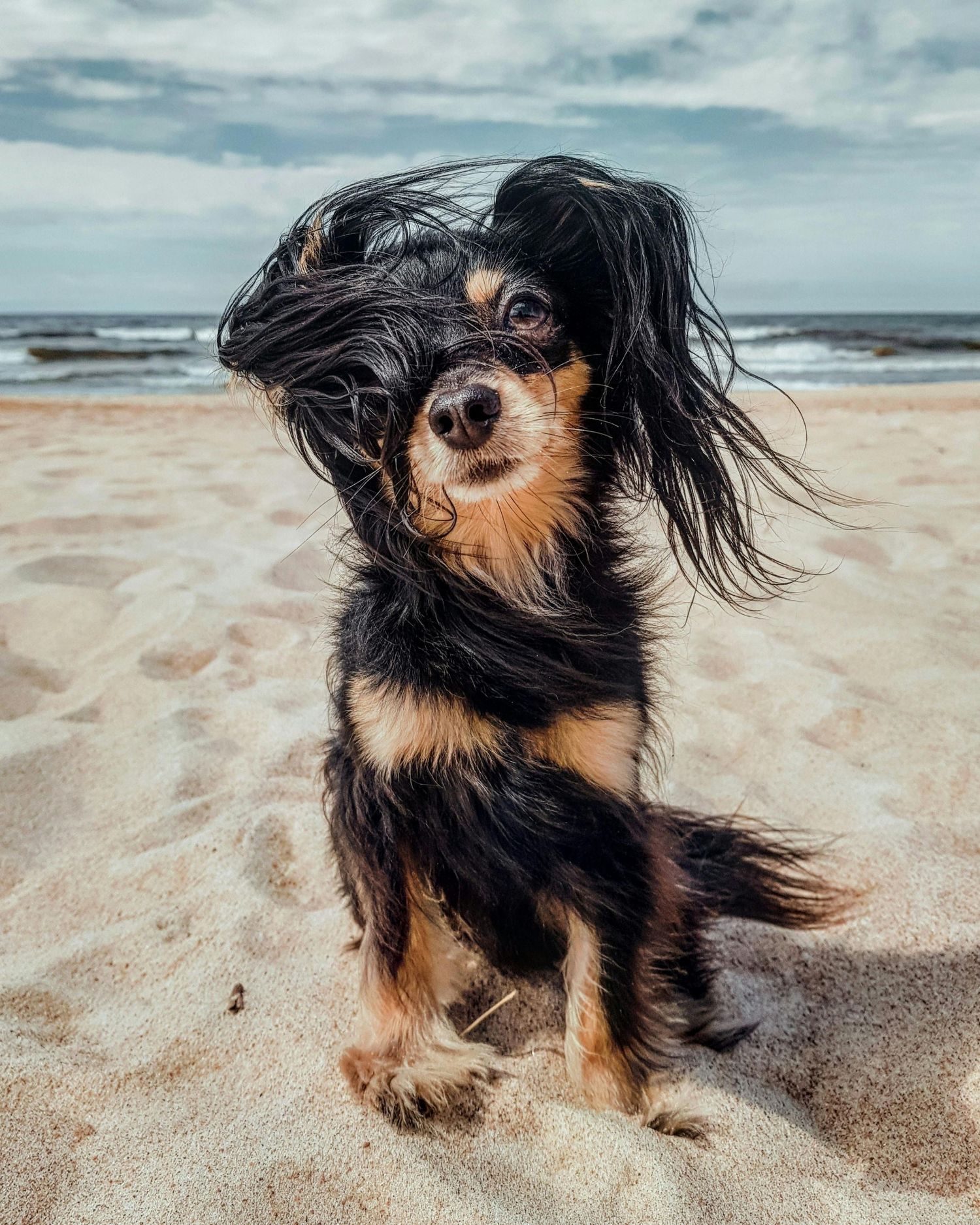 a portrait of a dog on the beach with wind swept ears
