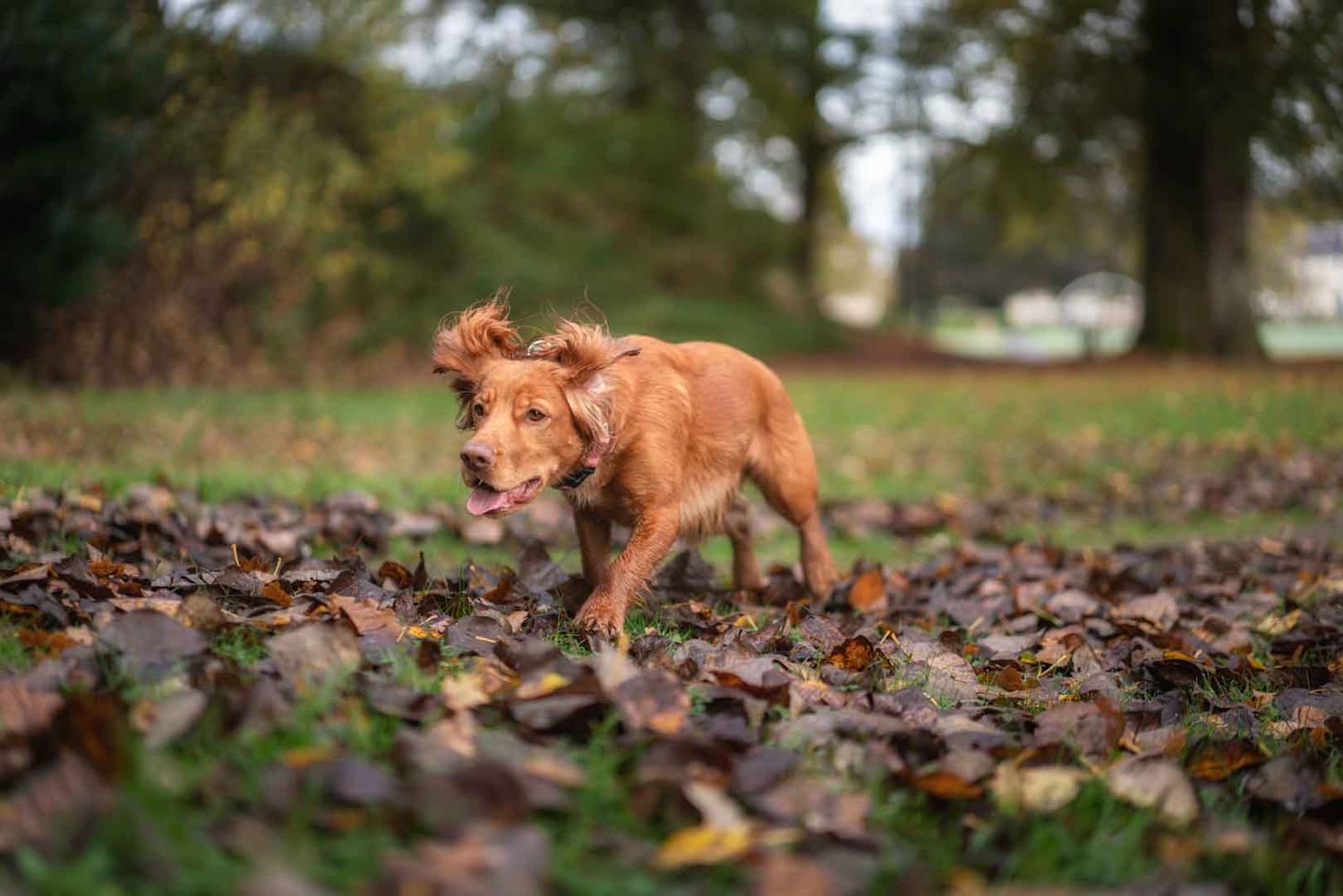 Cocker Spaniel running through leaves during autumn on a photoshoot in Dumfries and Galloway