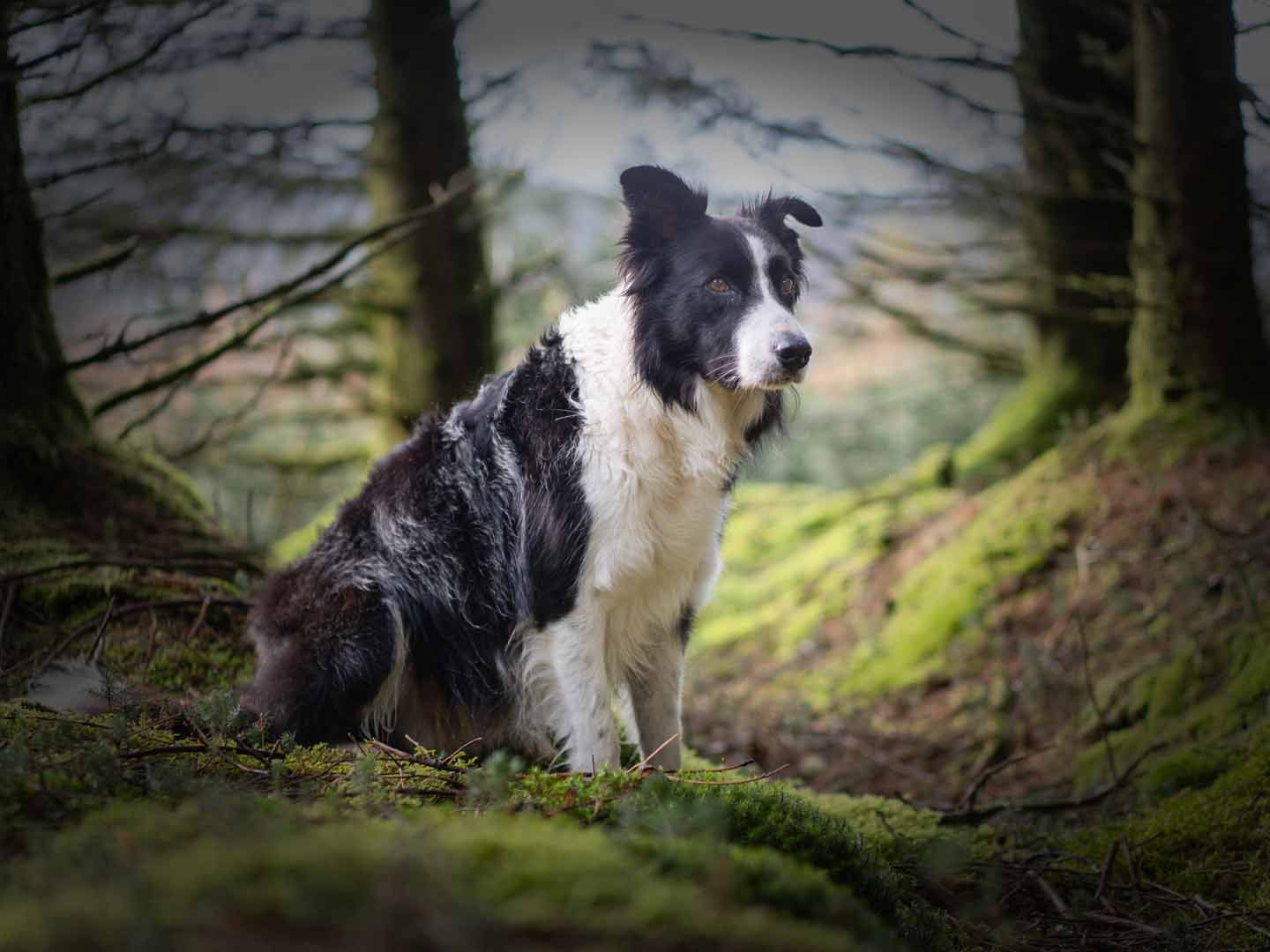 Border Collie sitting in the woods staring into the distance on a photoshoot in Dumfries and Galloway