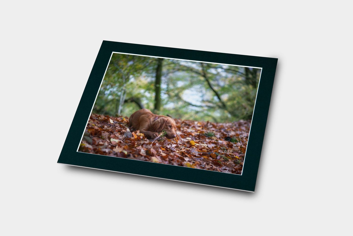 photograph of a cocker spaniel as mounted print