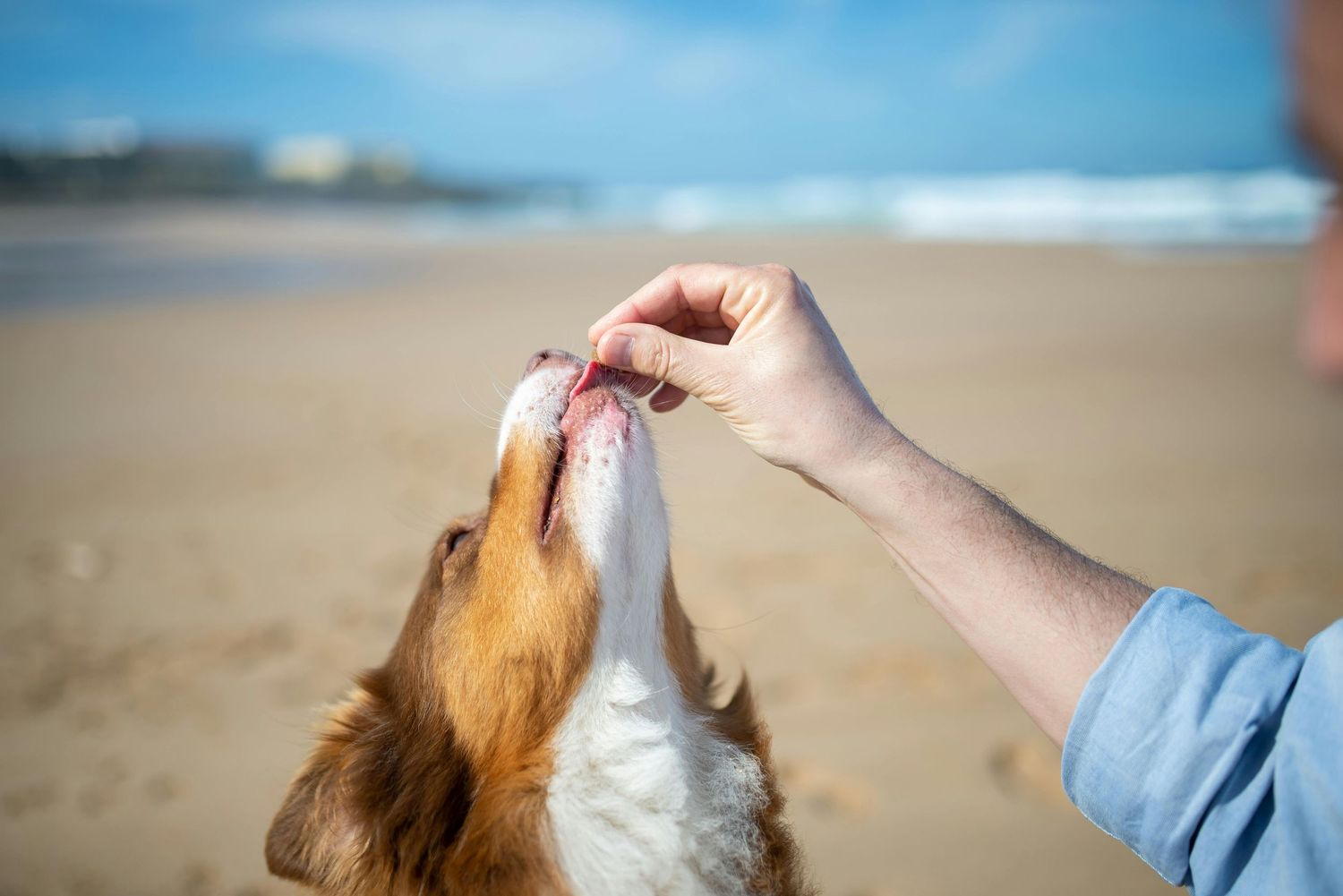 a dog on the beach getting fed treats