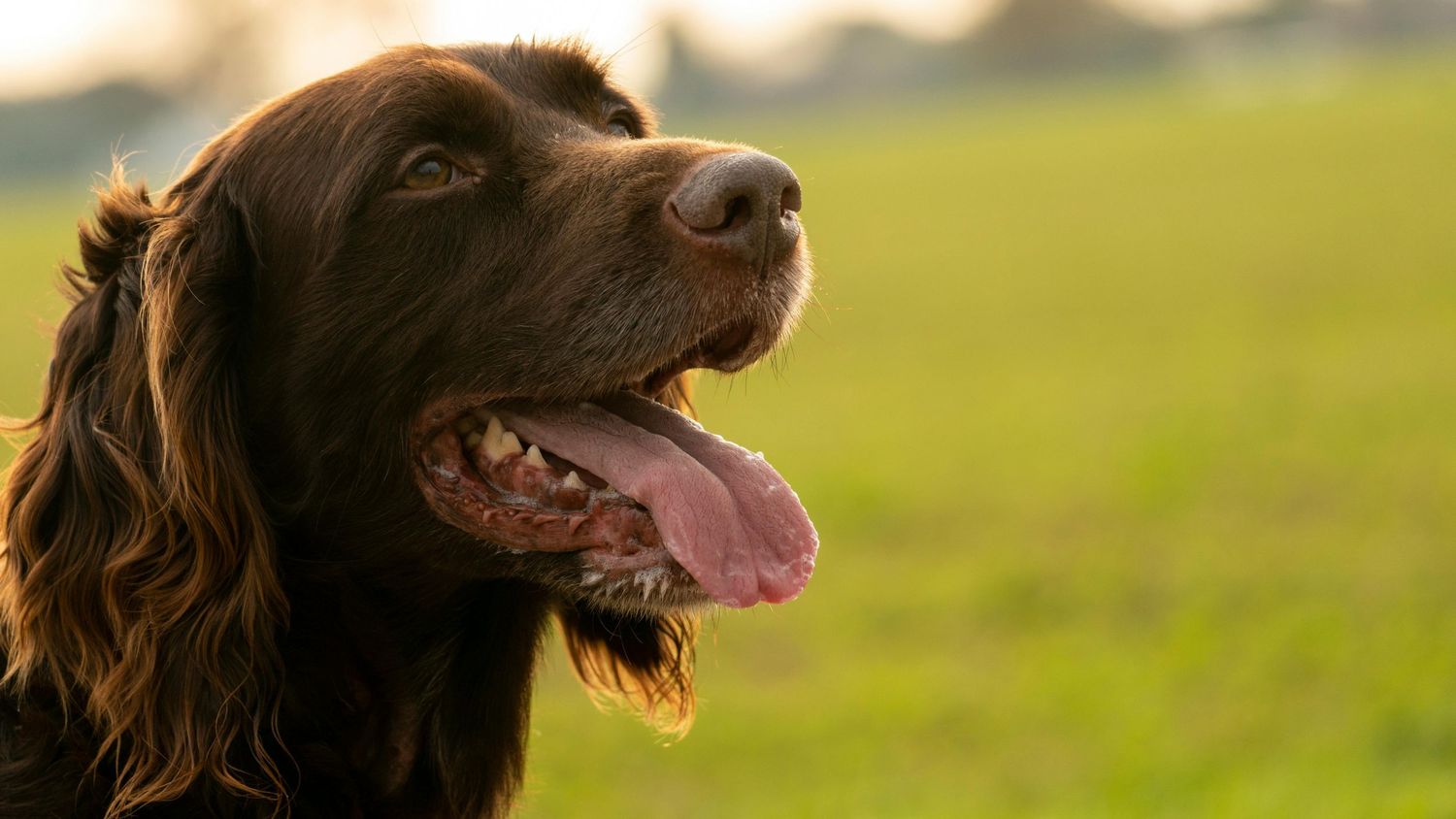 close up portrait of a spaniel