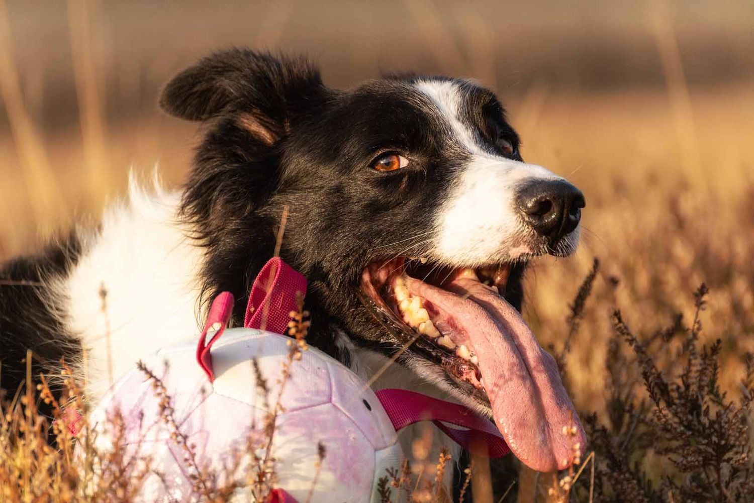 border collie lying in the grass with his tongue out and his ball. On a photoshoot in Dumfries and Galloway