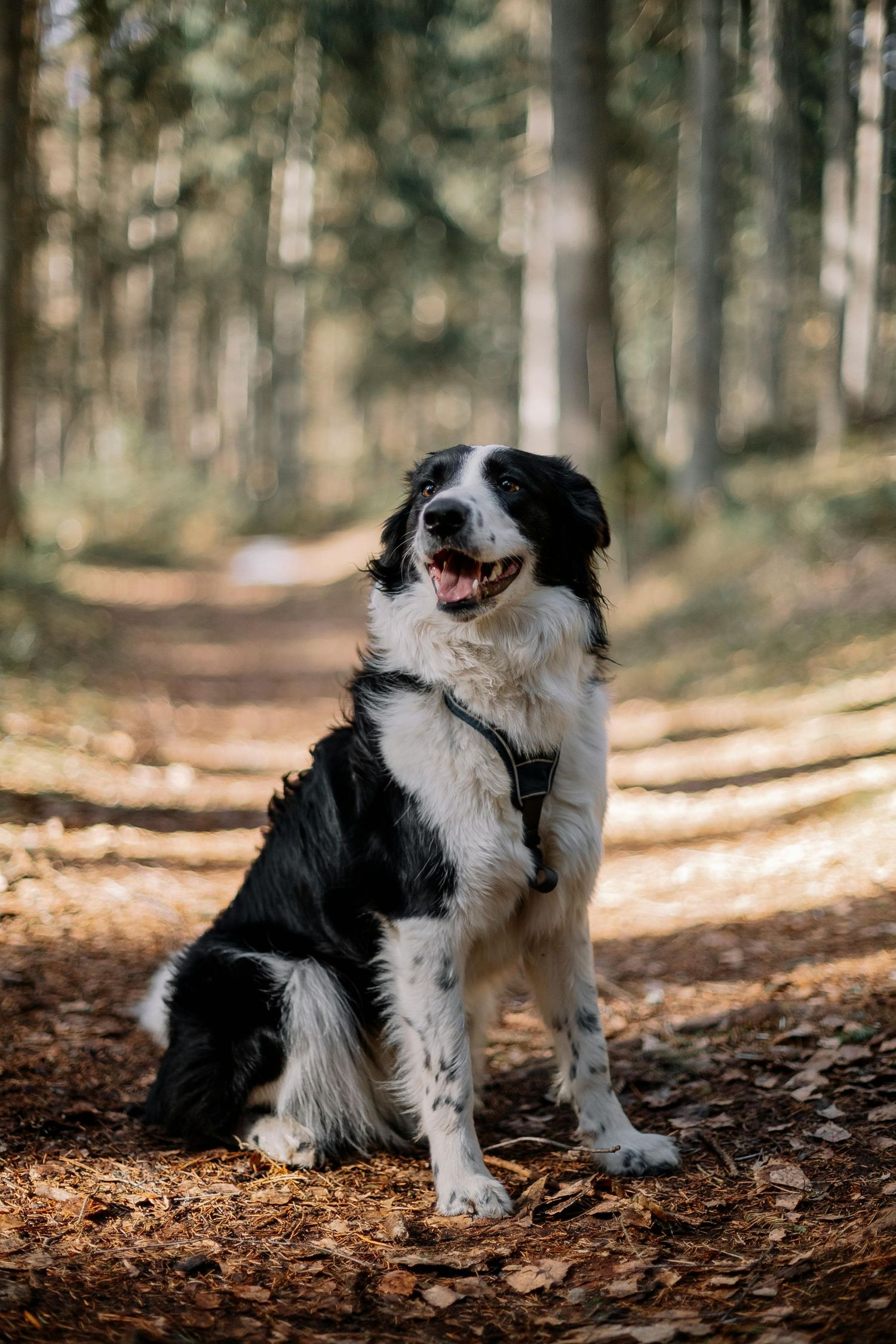 Border collie photographed in the woods in Dumfries & Galloway
