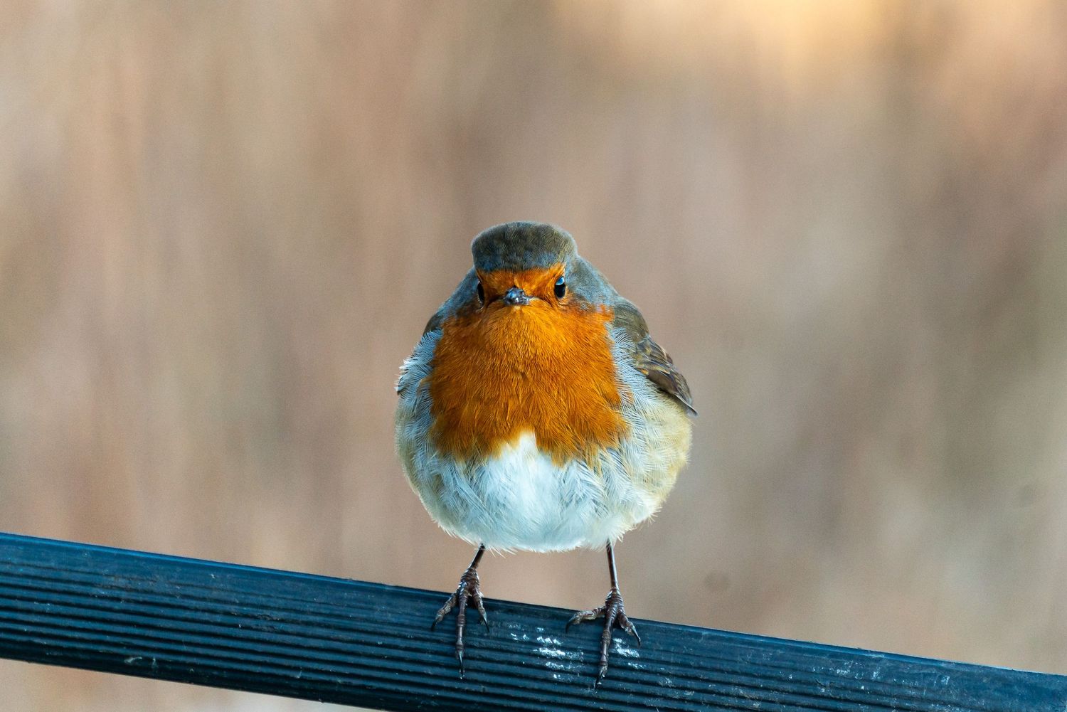 a picture of a robin posing for the camera