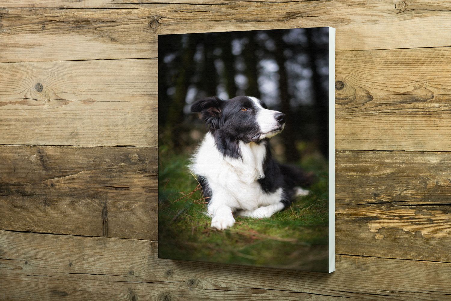 border collie on a photoshoot. framed on canvas.  Product of 4 Ever Paw Prints Pet Photography