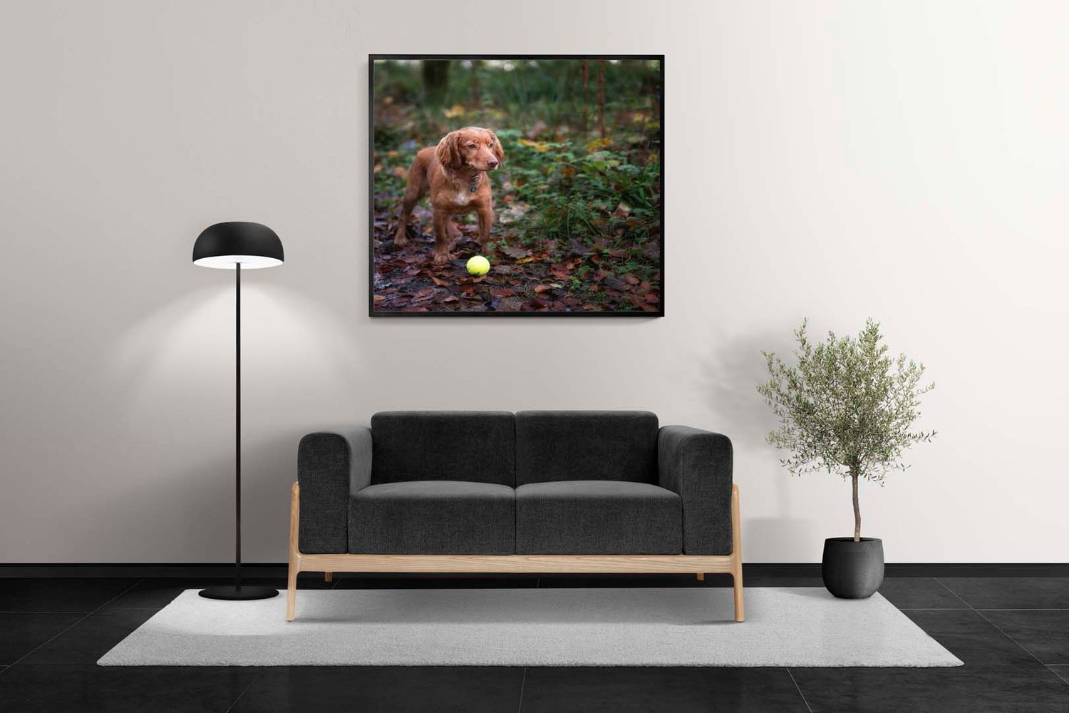 photograph of cocker spaniel, displayed in a frame on a wall of a room with a sofa below and a plant and lamp either side
