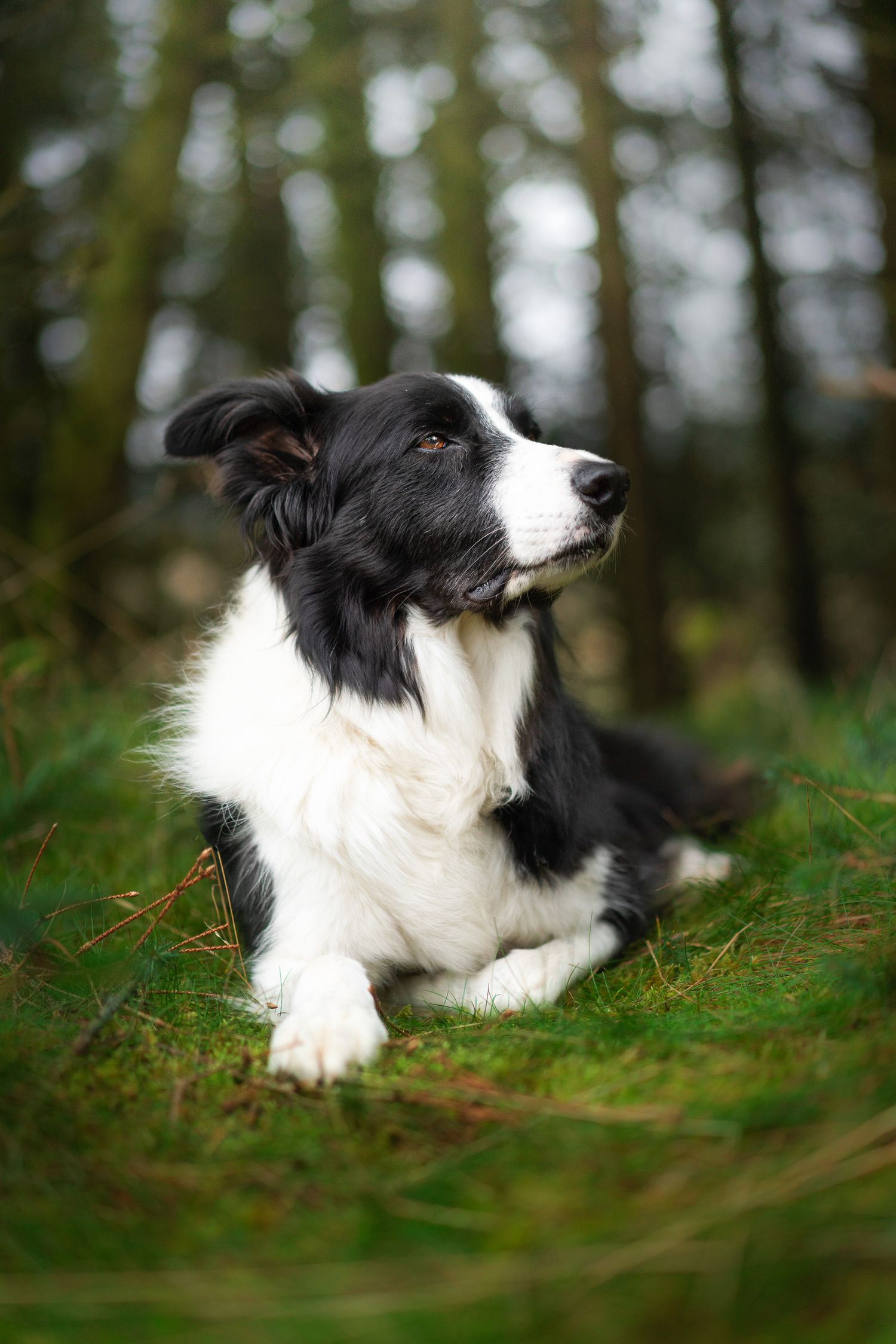 Border Collie lying in the woods staring into the distance on a photoshoot in Dumfries and Galloway