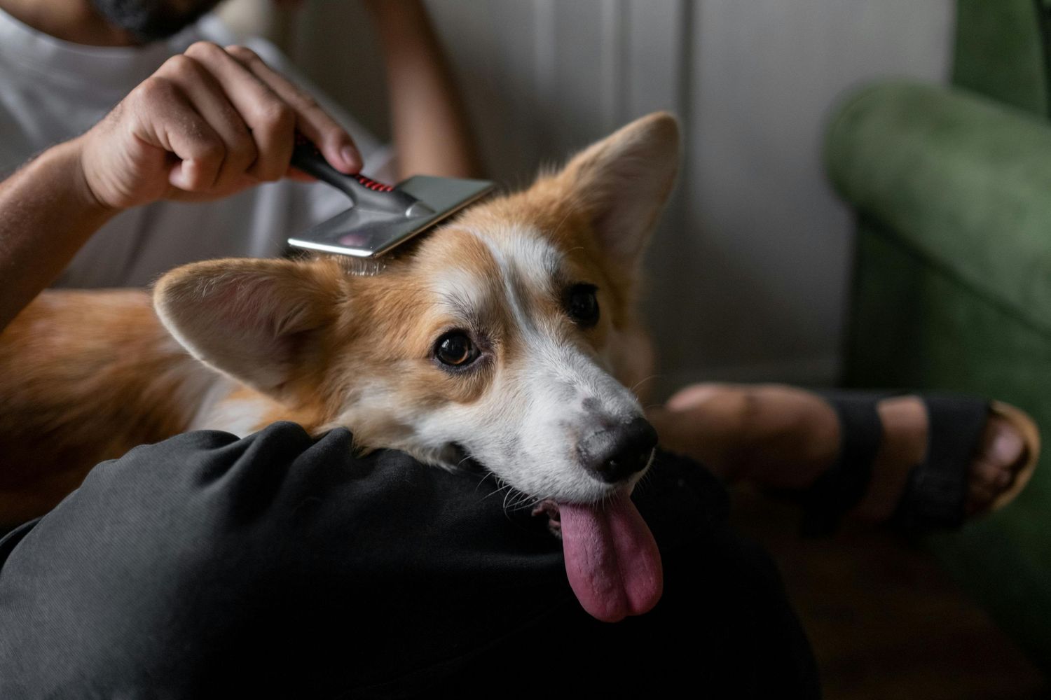 a dog a someones lap getting brushed