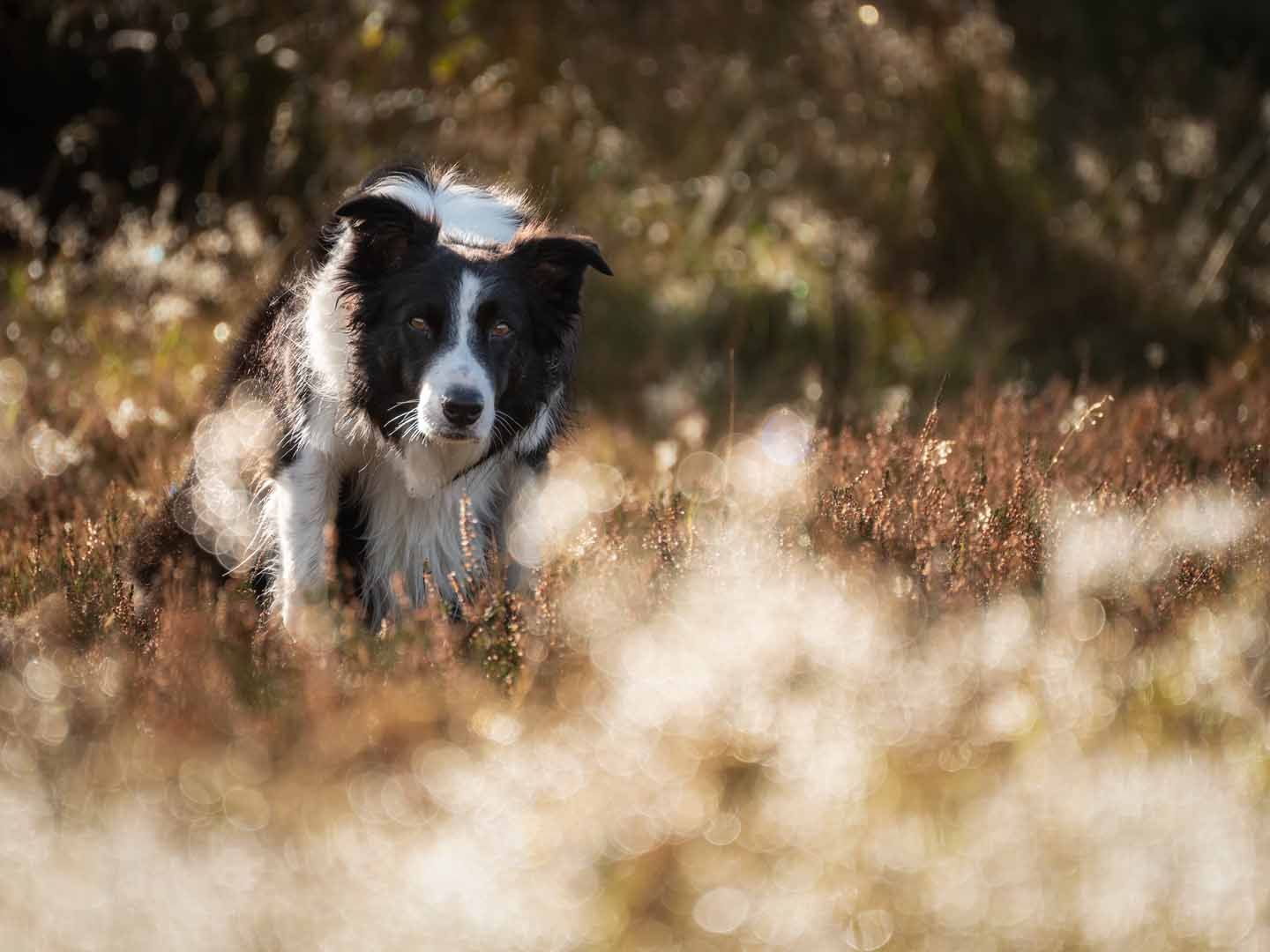 Border Collie in golden light on a photoshoot in Dumfries and Galloway