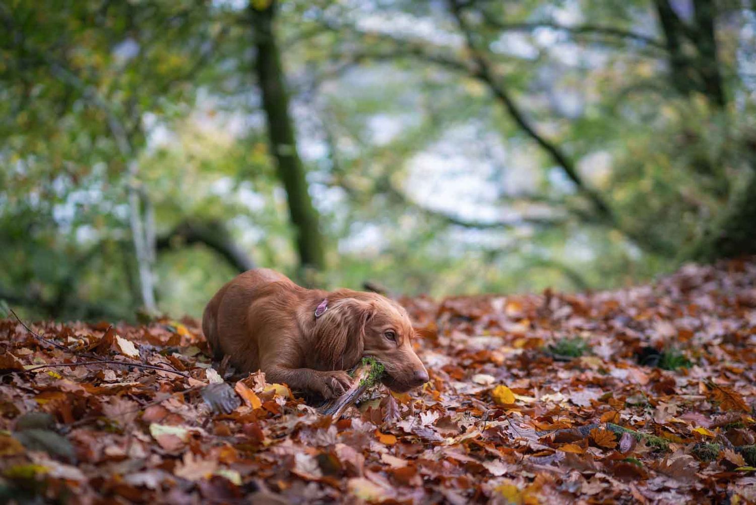 Cocker Spaniel lying in leaves chewing a stick during autumn on a photoshoot in Dumfries and Galloway