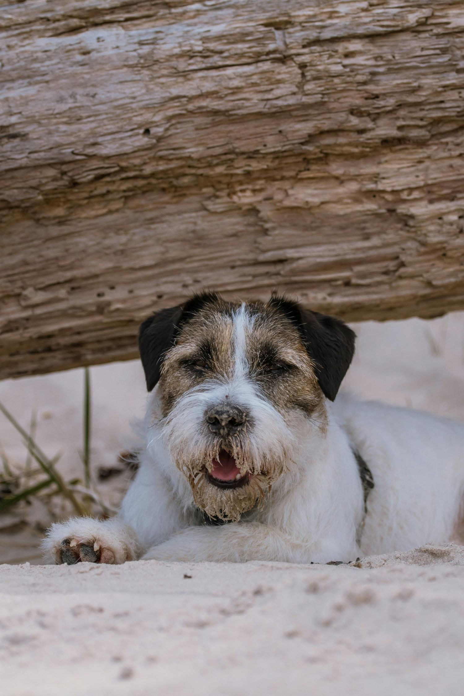 A dog lying on the beach under a piece of drift wood