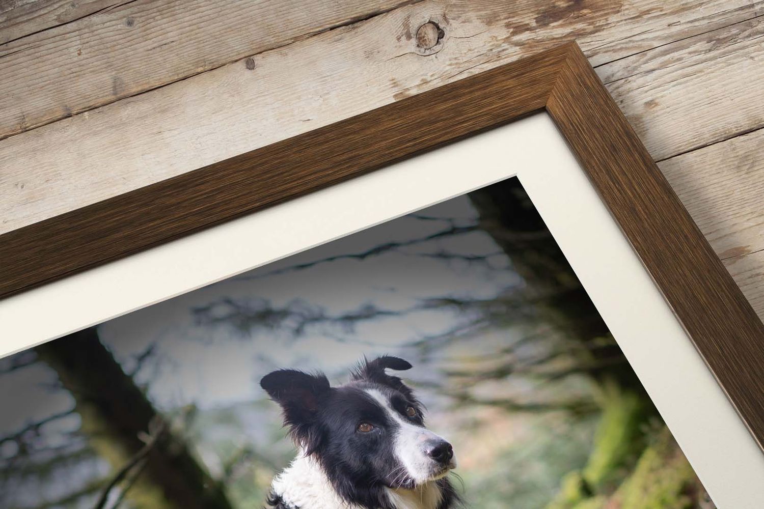 picture of metallic effect frame in Bronze, which are products that 4 ever paw prints pet photography sells