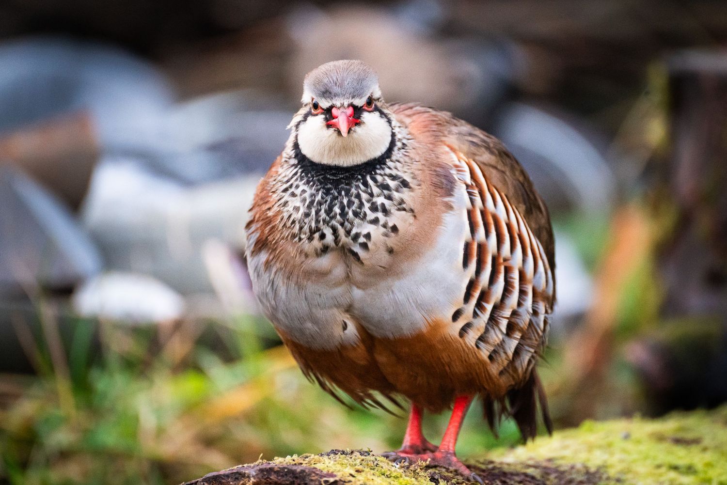a picture of a partridge