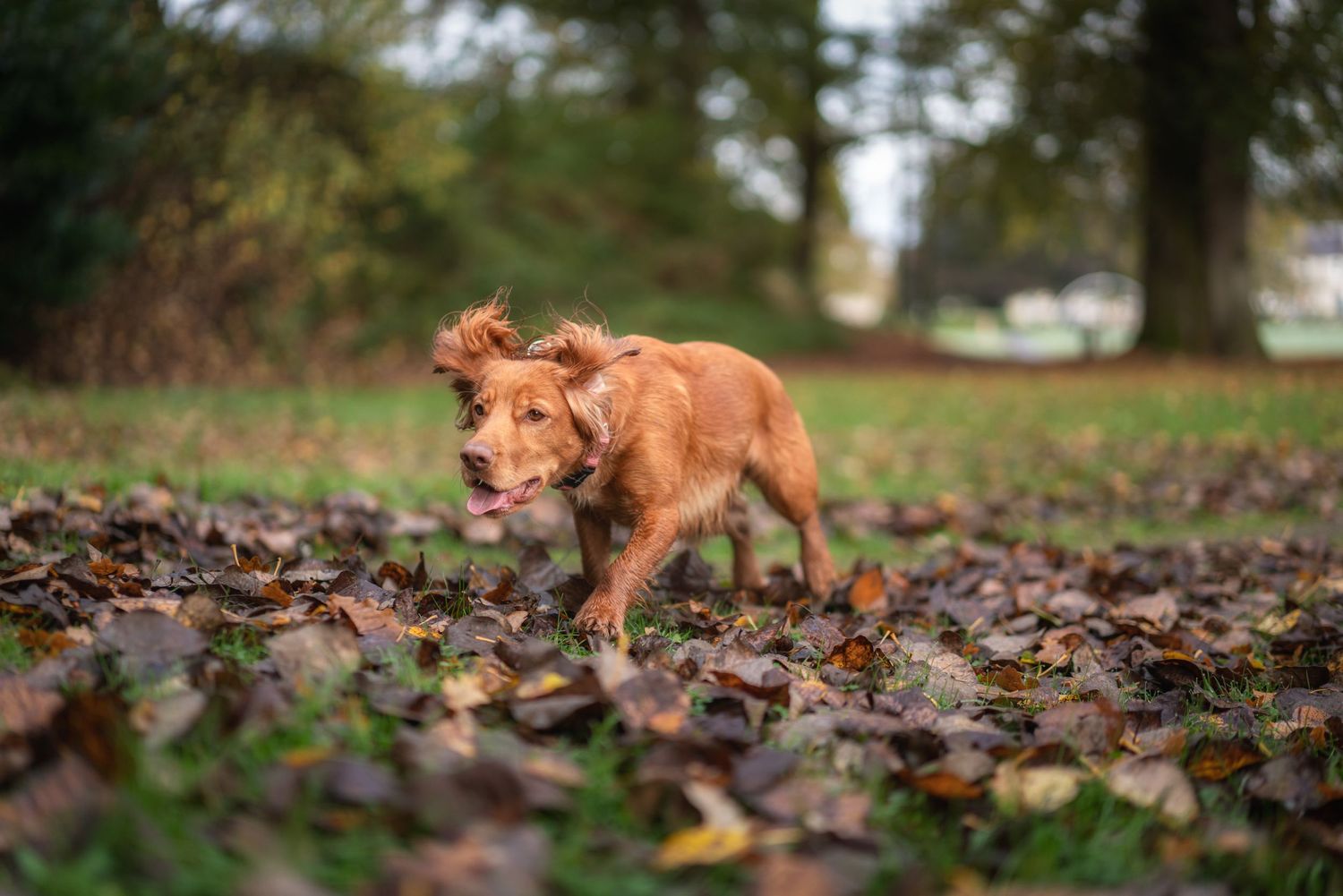 photograph of a cocker spaniel running through leaves on the ground