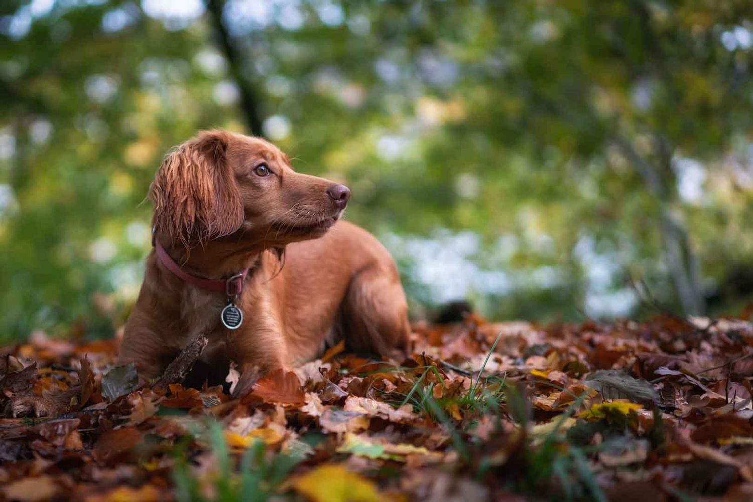 Cocker Spaniel lying in leaves during autumn on a photoshoot in Dumfries and Galloway