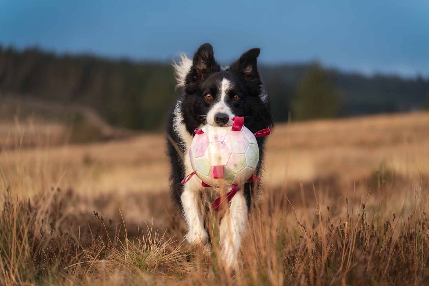 border collie running towards the camera with his ball in his mouth. On a photoshoot in Dumfries and Galloway