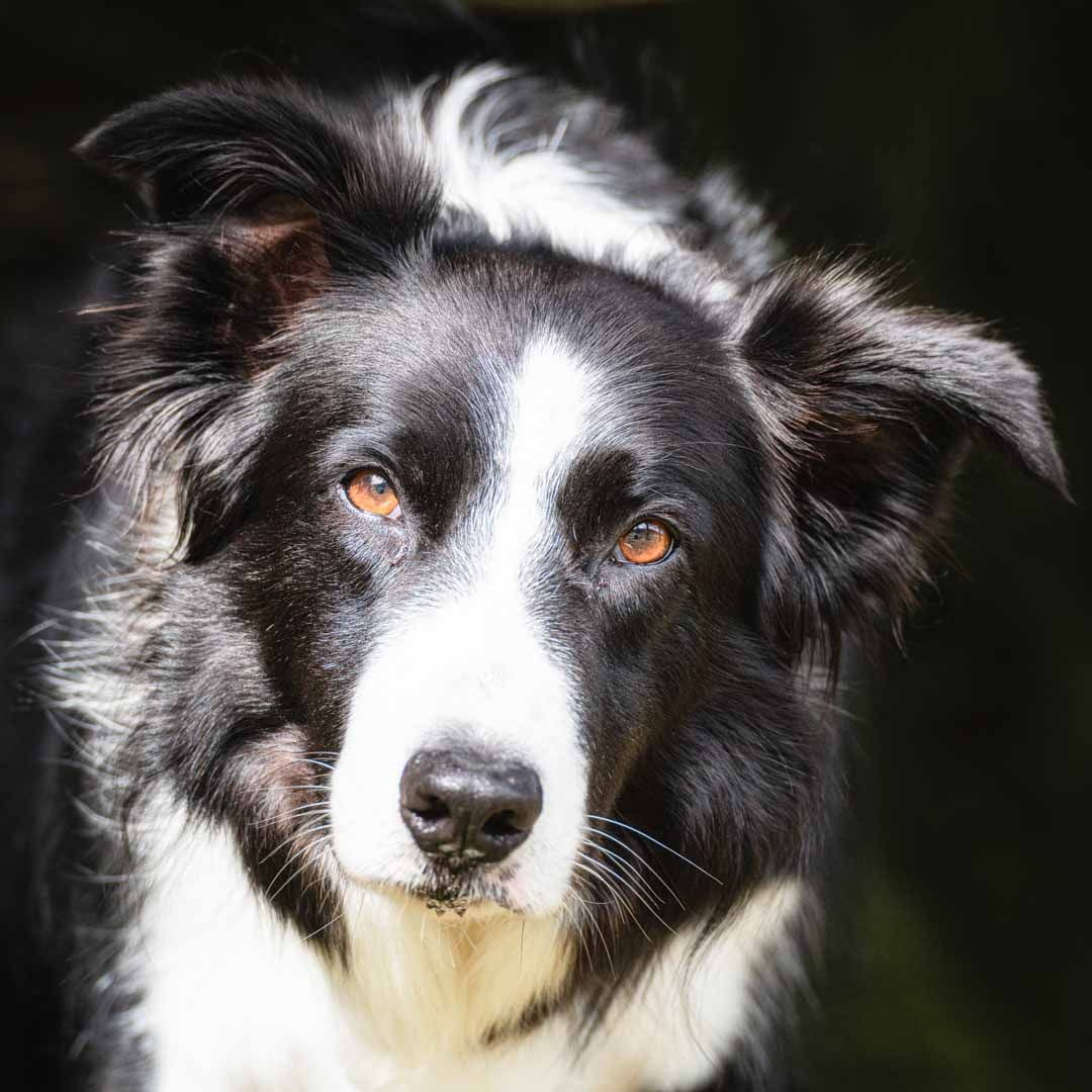 Portrait of a border collies face on a photoshoot in Dumfries and Galloway
