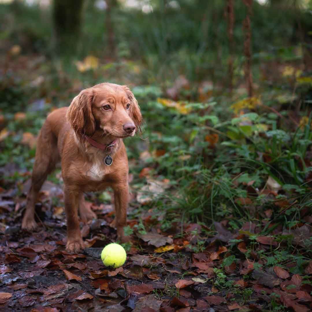 Cocker Spaniel with her ball in the woods on a photoshoot in Dumfries and Galloway