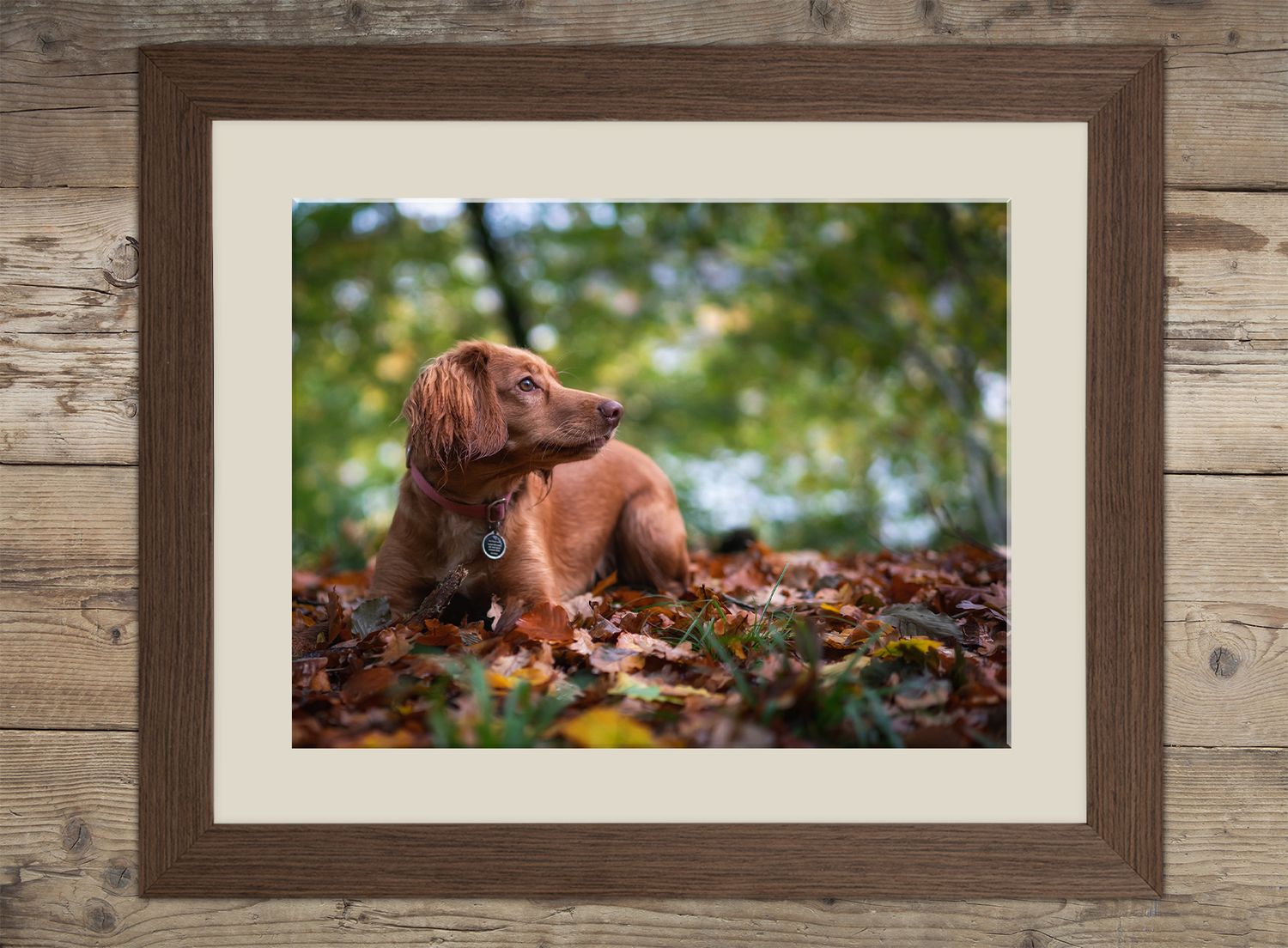 photograph of a cocker spaniel, displayed in a wood effect frame