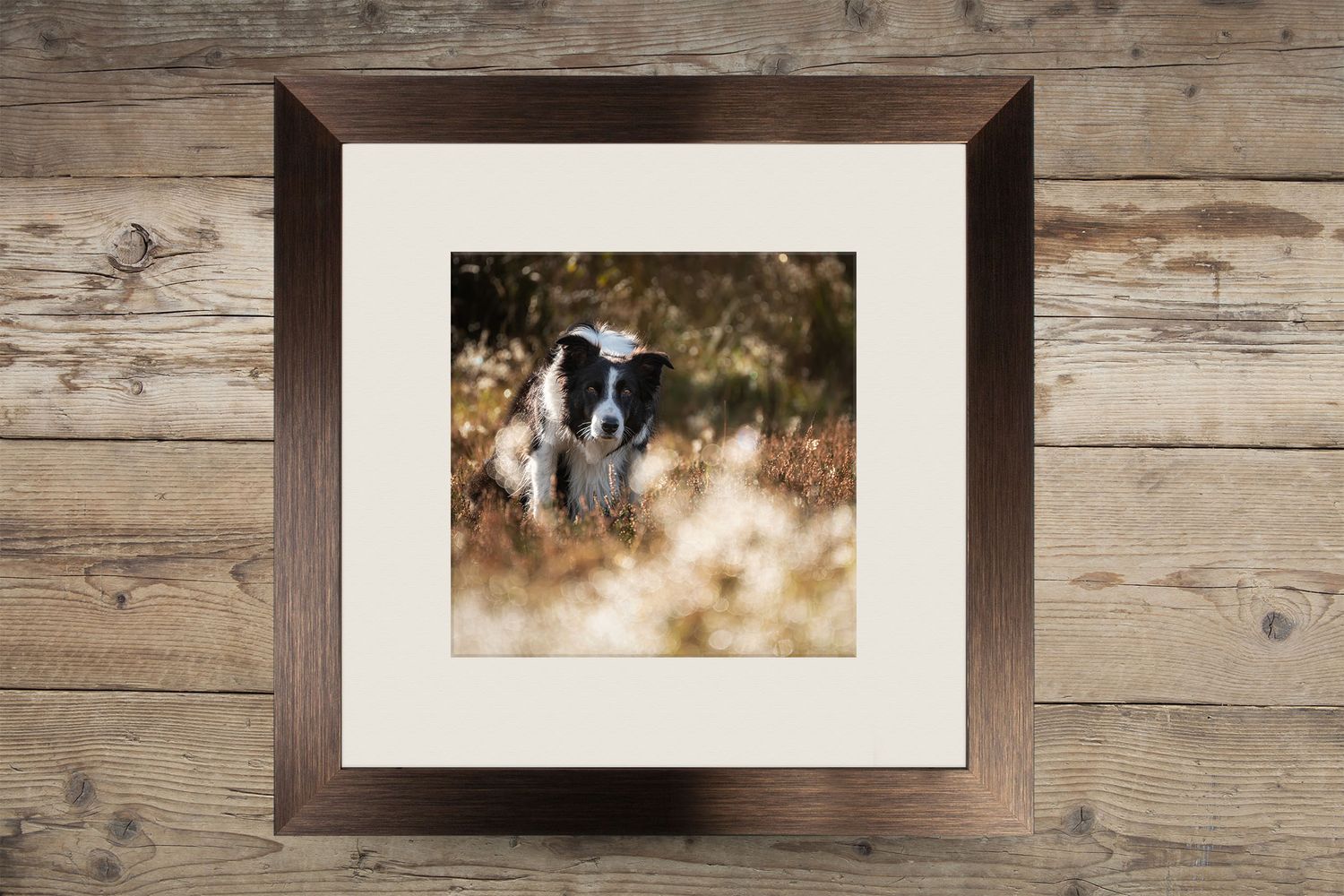 picture of border collie in a metallic frame on a wooden background. Product of 4 Ever Paw Prints Pet Photography