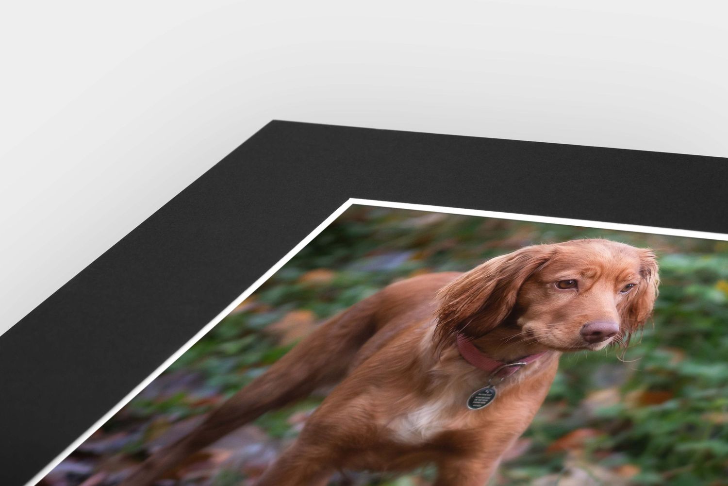 photograph of a cocker spaniel as mounted print