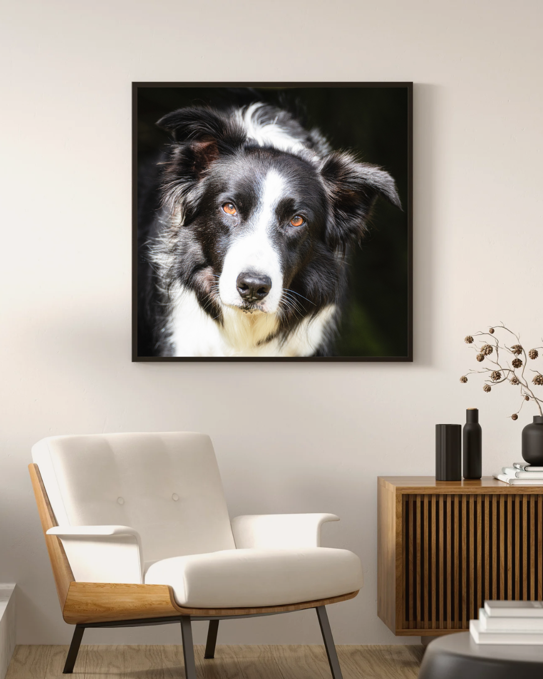 portrait photo of a border collie, framed on the wall of a room with a chair and table