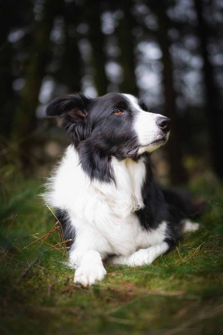 Border Collie lying in the woods staring into the distance on a photoshoot in Dumfries and Galloway