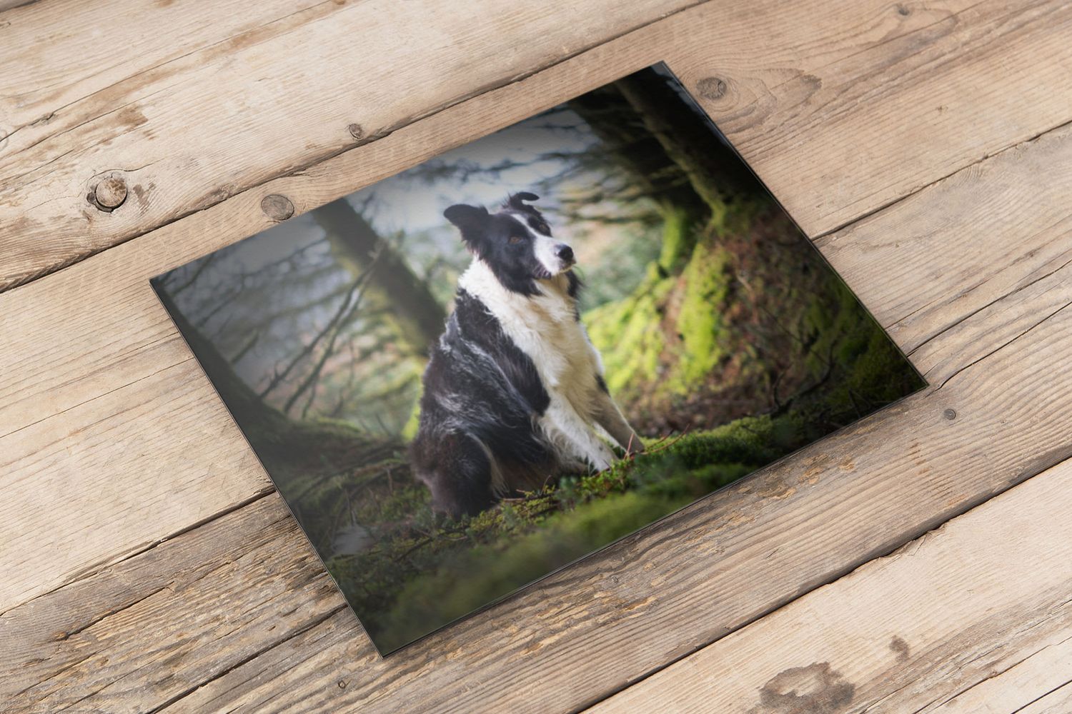 border collie printed on acrylic frame, on wooden background. Product of 4 Ever Paw Prints Pet Photography