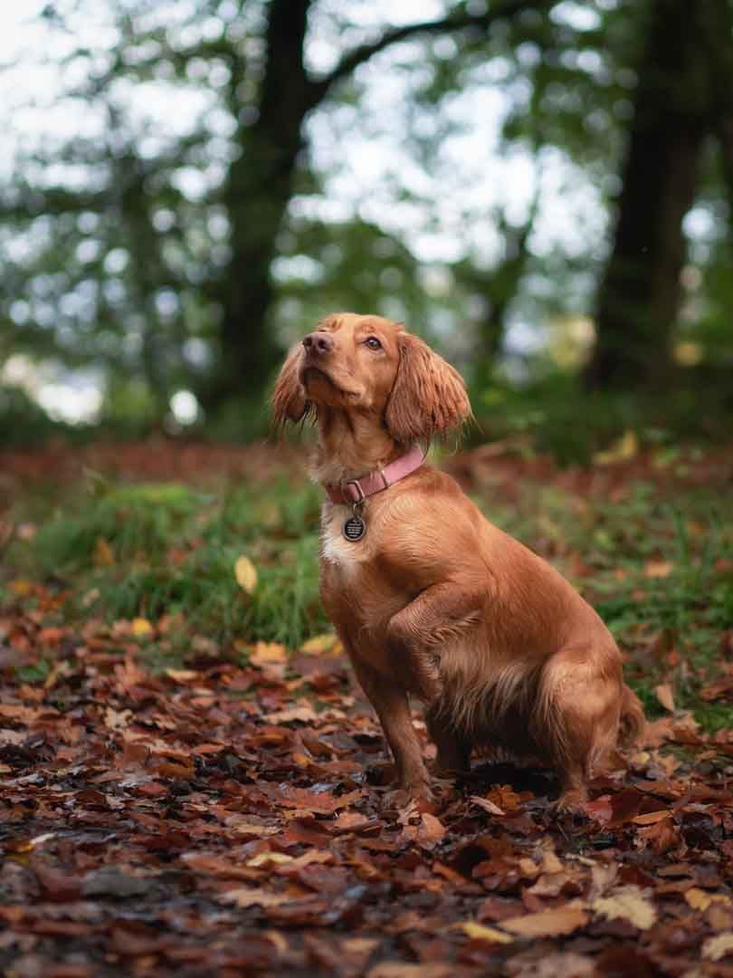cocker spaniel with her paw up on a photoshoot in Dumfries and Galloway