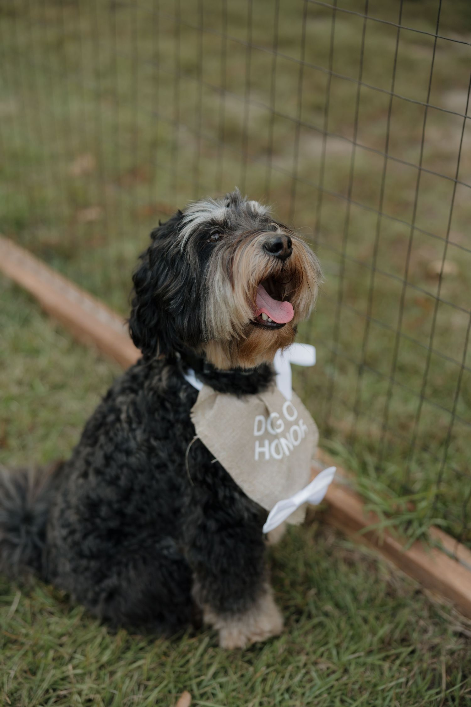 A fluffy black dog wearing a Dog of Honor bandana sits on the grass behind a wire fence at a wedding.