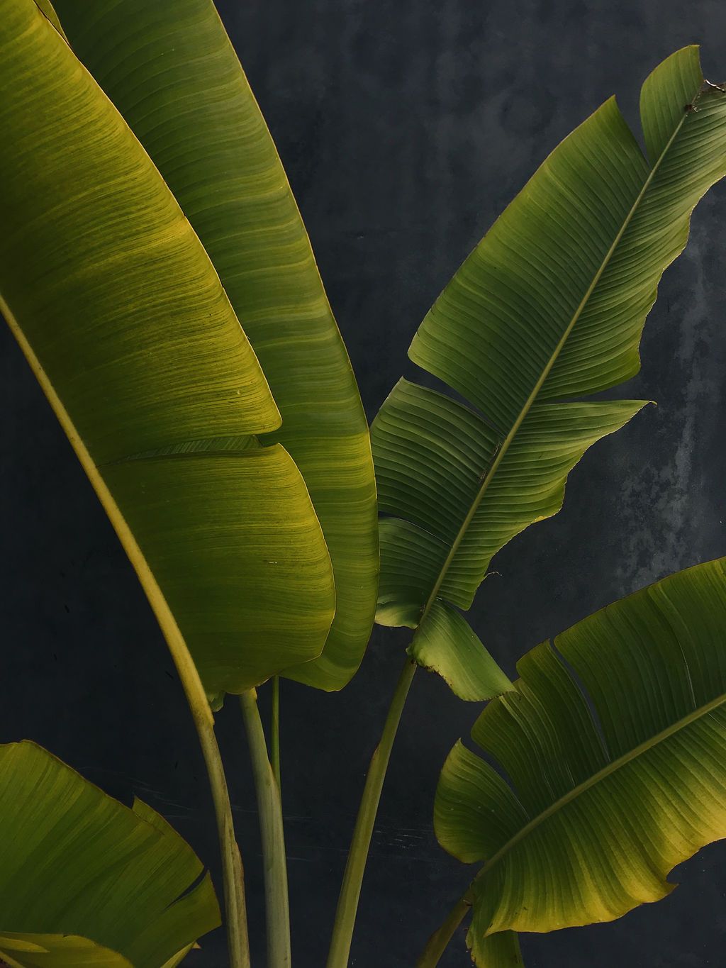 Dramatic close-up of dark green banana leaves against a moody black background showing natural texture and patterns.