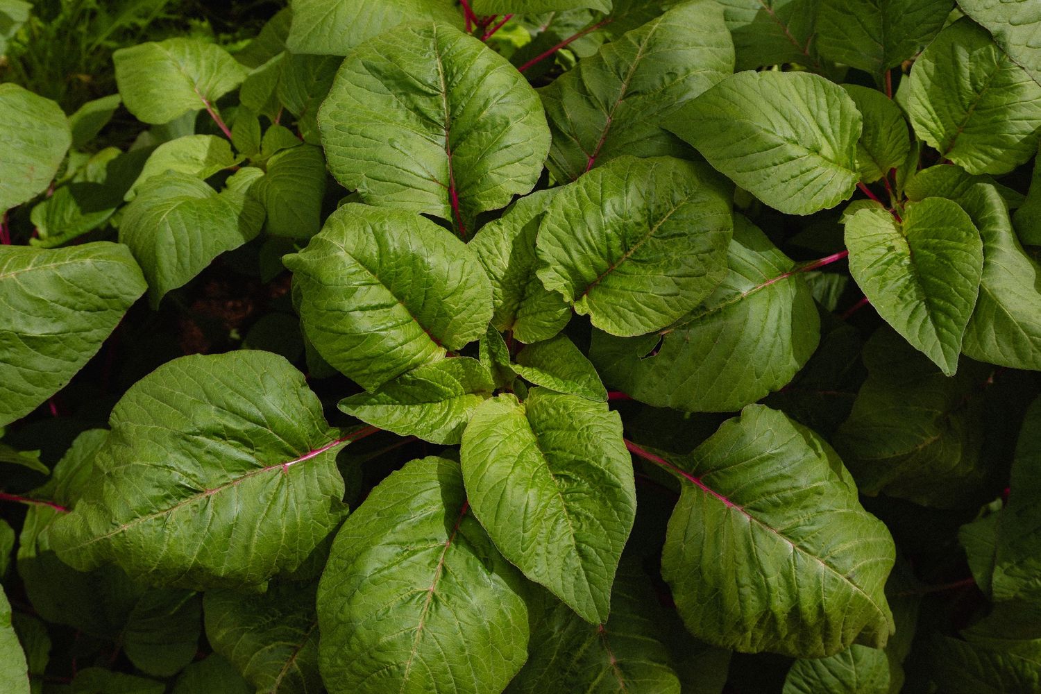 Fresh green romaine lettuce leaves growing in rows in an organic garden or farm field.
