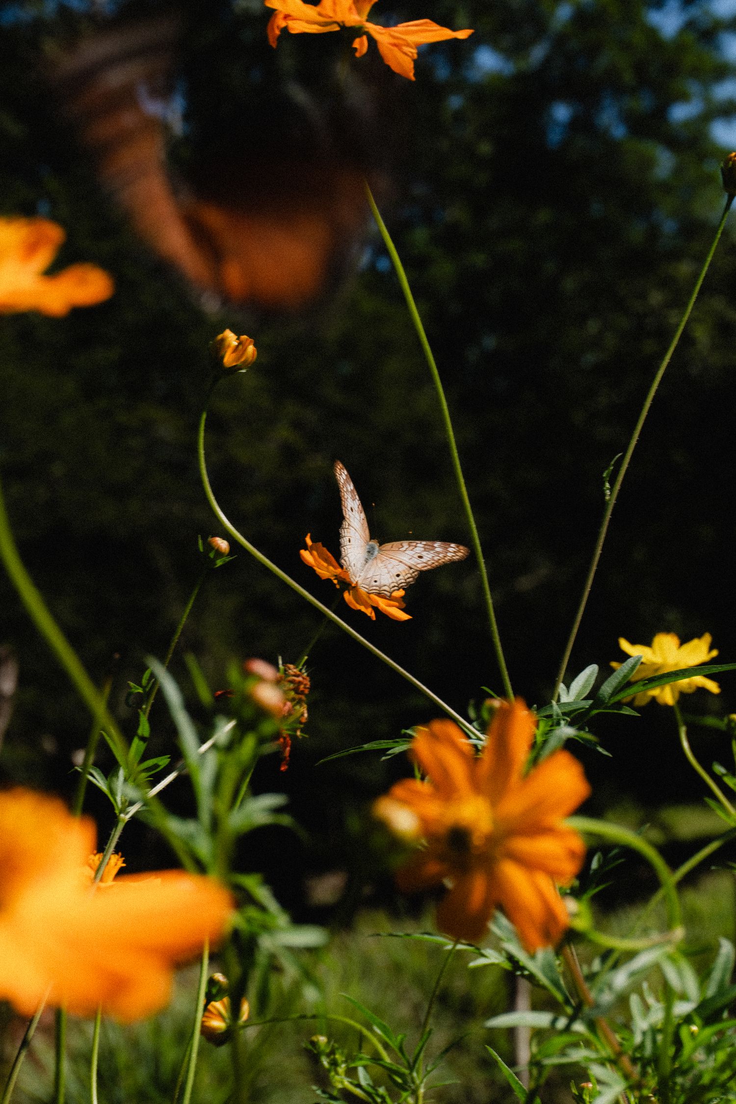 Orange cosmos flowers bloom in a garden with green foliage and a blurred natural background.
