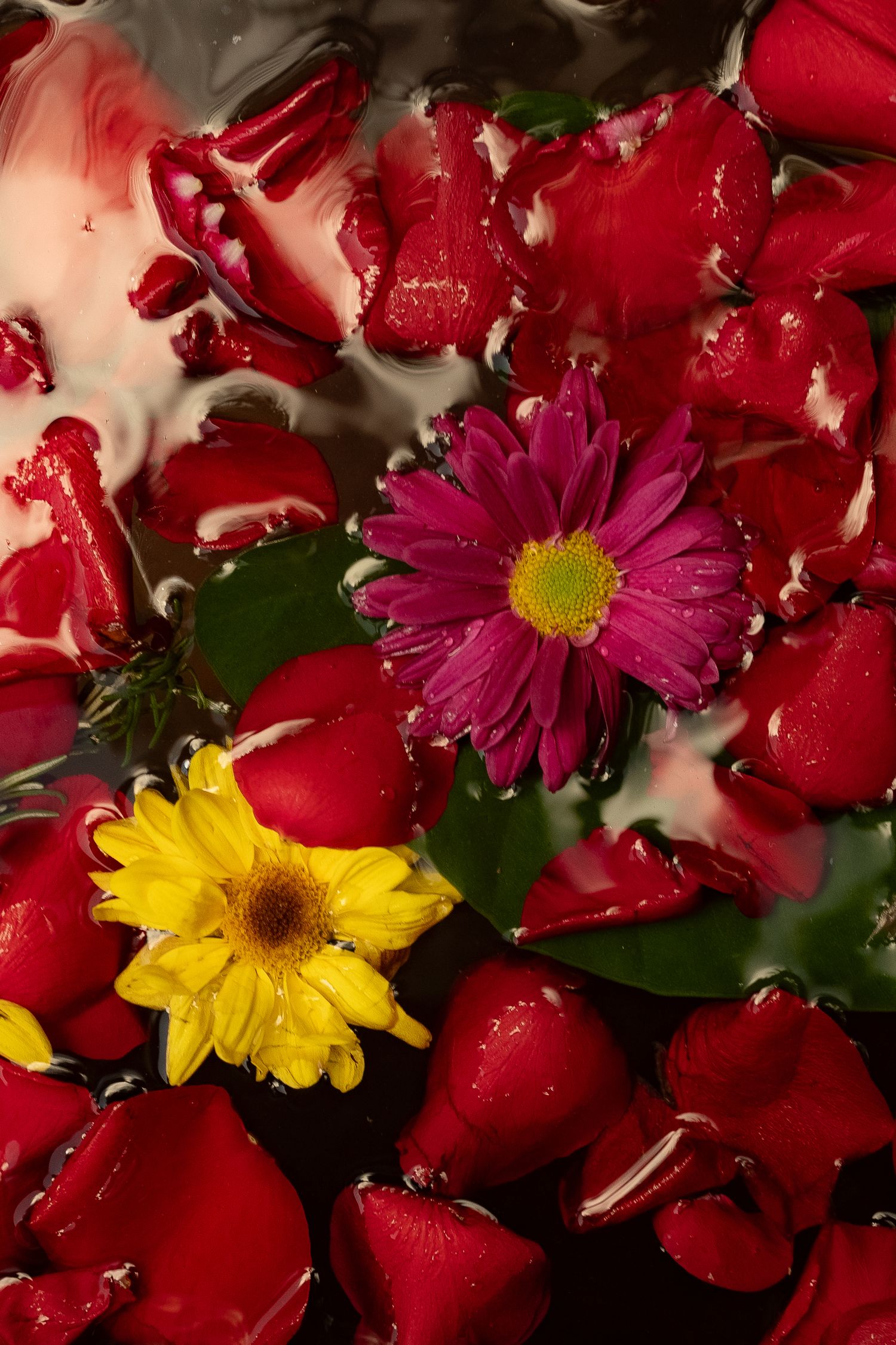 Vibrant red roses arranged with pink and yellow daisies create a colorful floral display.