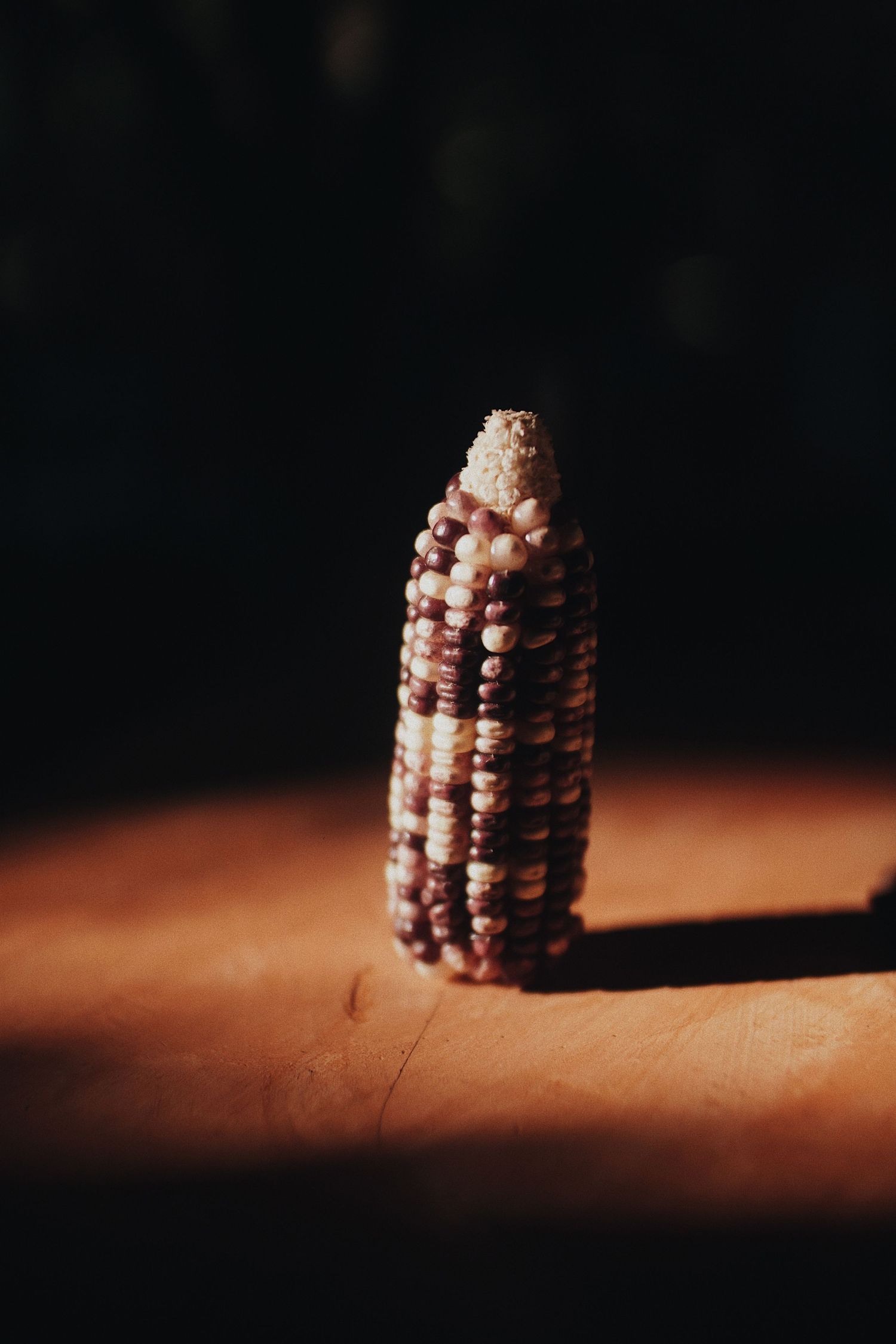 A single ear of decorative Indian corn with red and white kernels stands upright on a wooden surface in dramatic lighting.